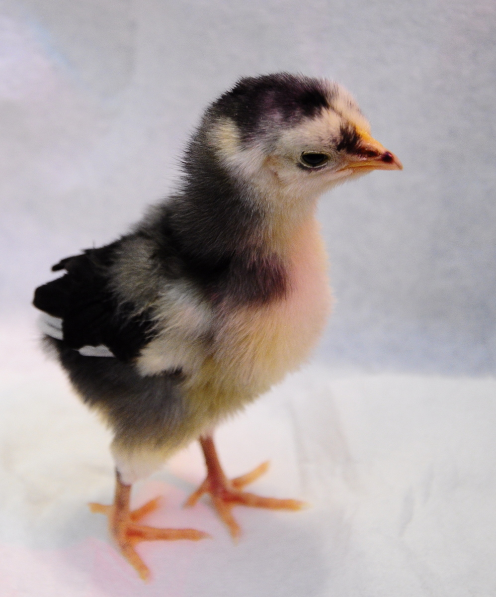 Baby Mystery Chick (1 week old)
We are guessing he/she is a Black Australorp