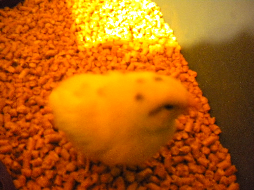 Baby Nugget!