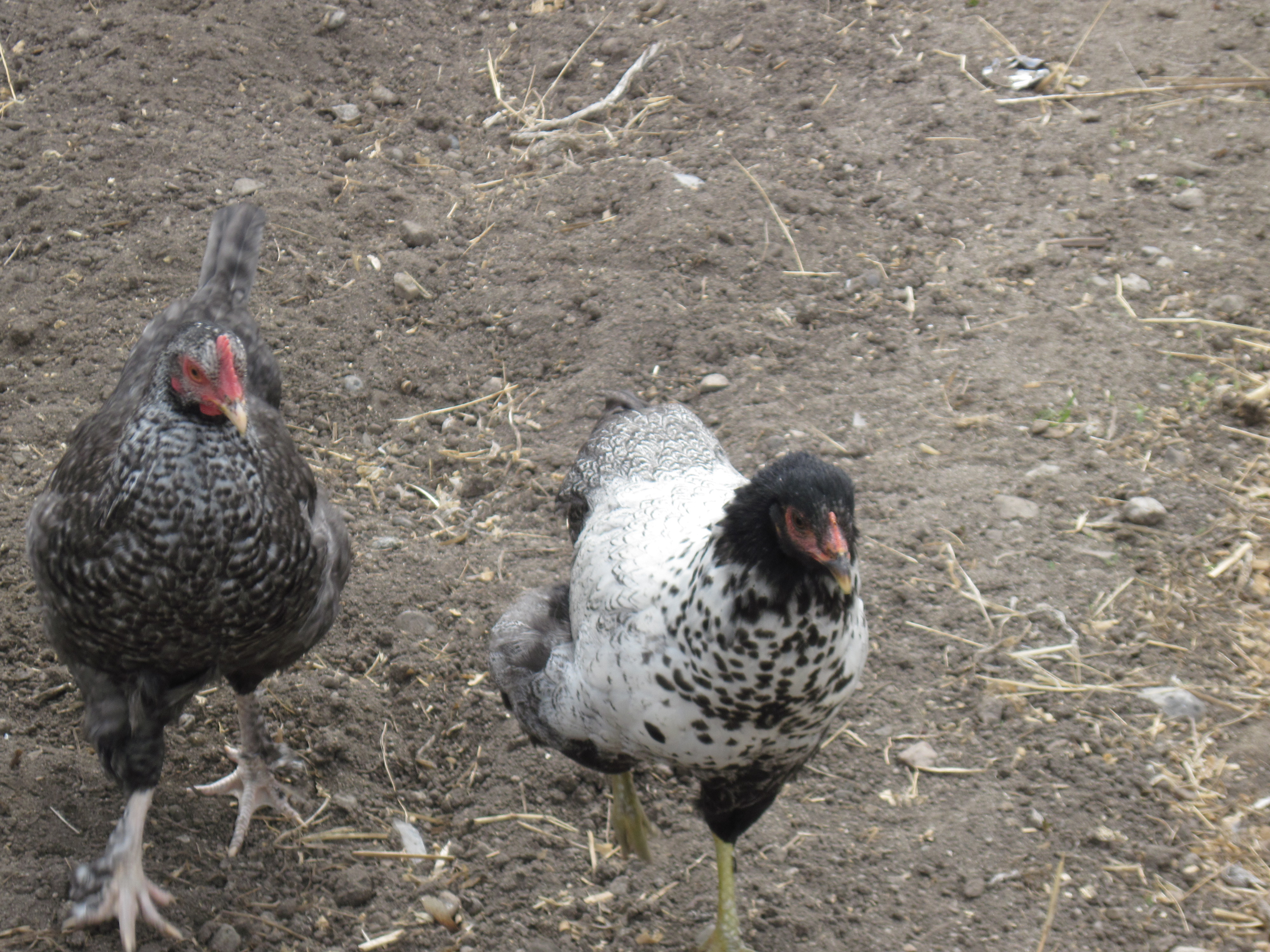 Baby on the left Bandit on the right