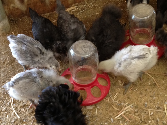 Baby Orps 2