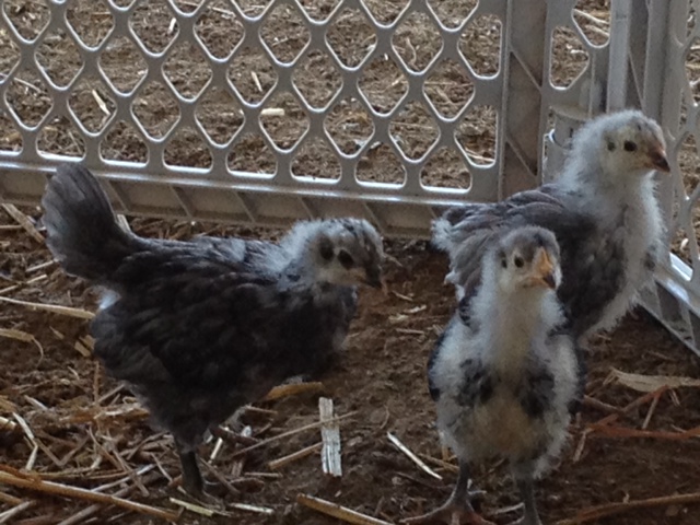 Baby Orps