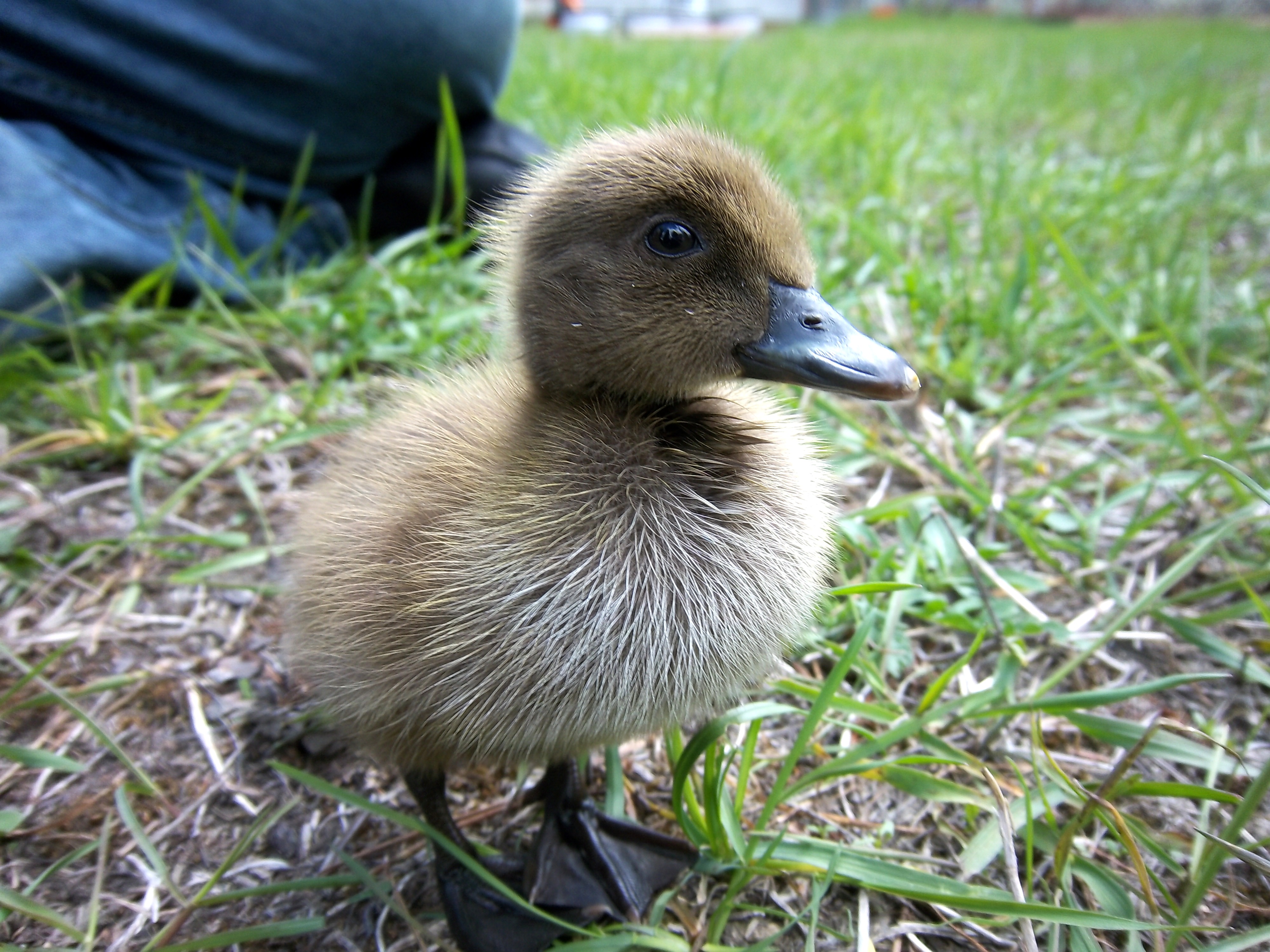Baby, our first duck.