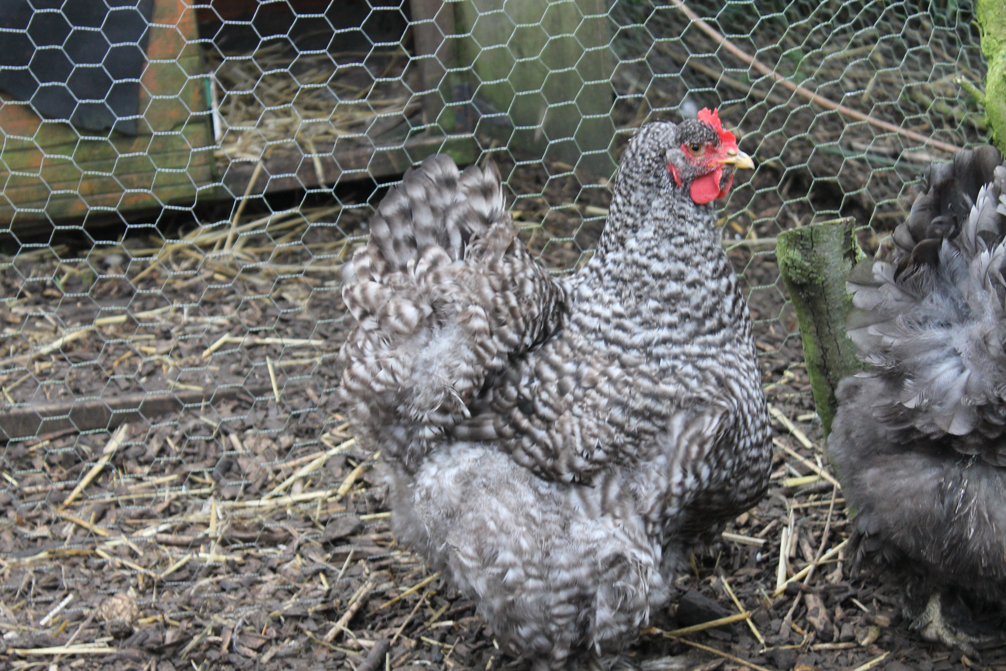 Baby our lovely Cuckoo Cochin pullet :)