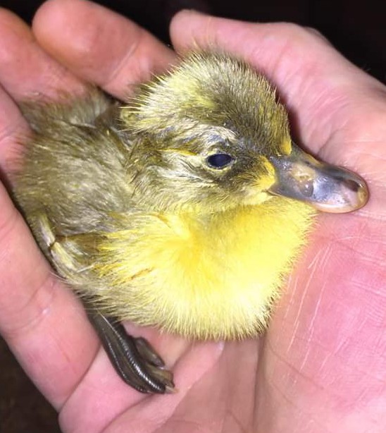 Baby Peep at a few hours old