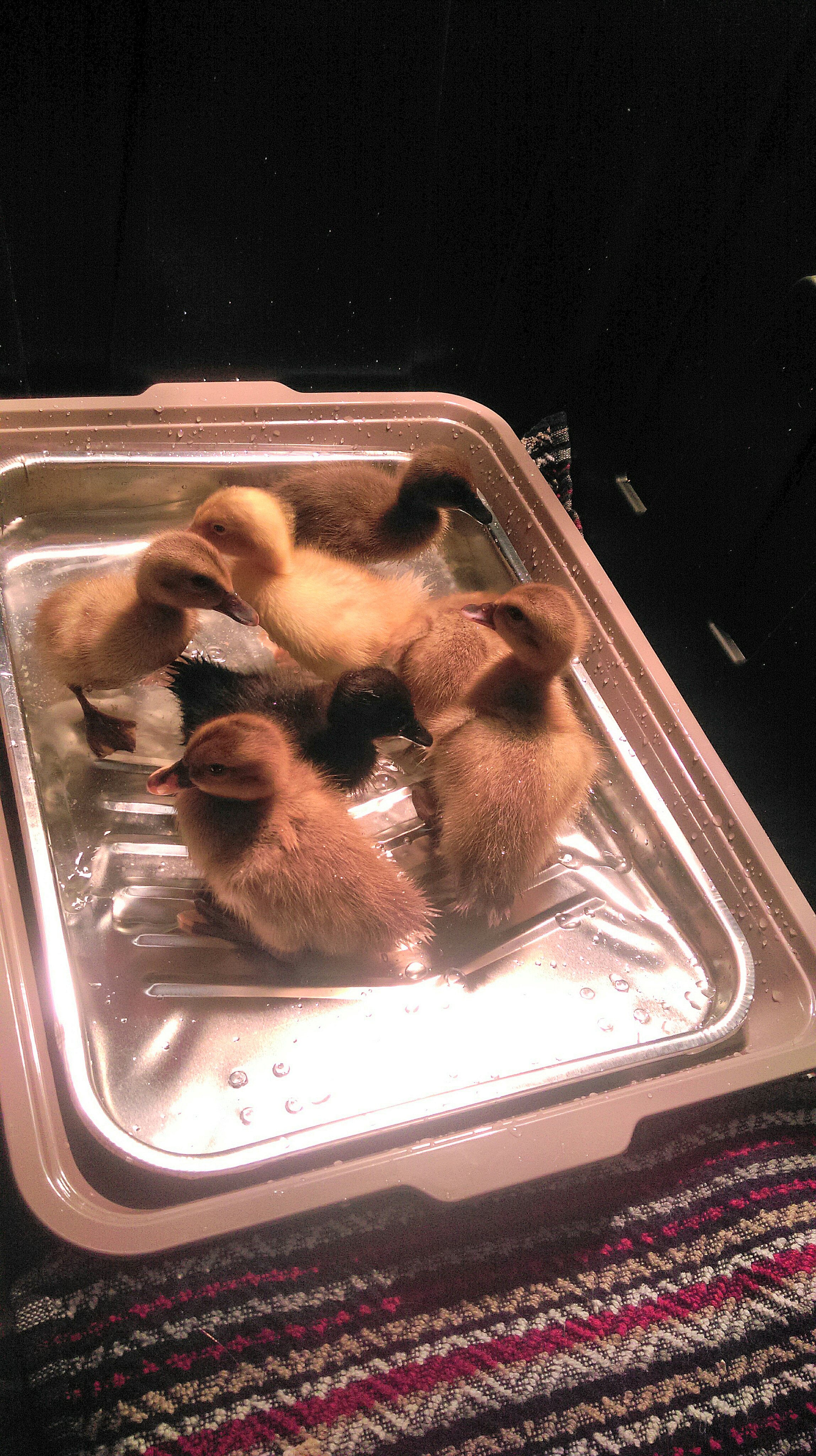 Baby peeps' first bath!  "Wait, this is kinda like the thing we drink out of, but this one WE CAN JUMP AND SWIM IN!"