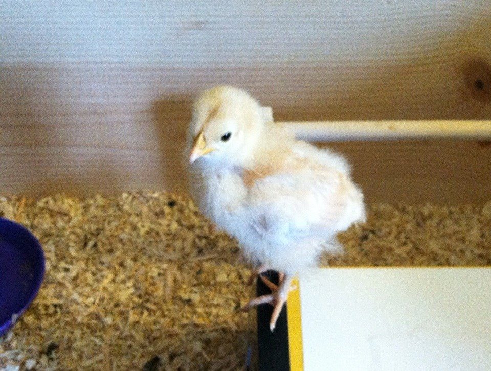 Baby perched on the edge of the eco-glow