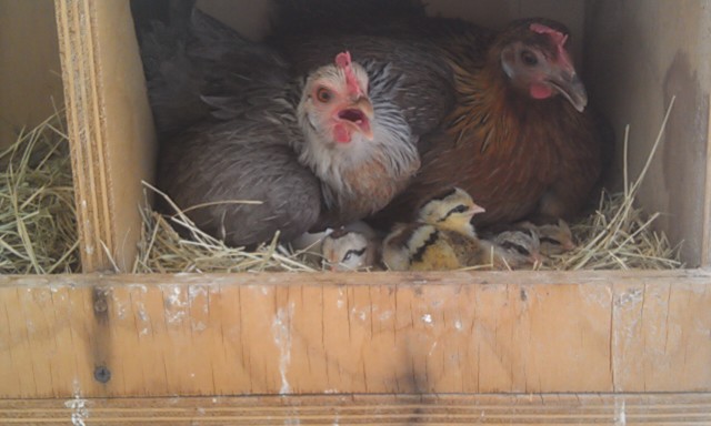 Baby Phoenix Bantams Hatched in nest! April 2012