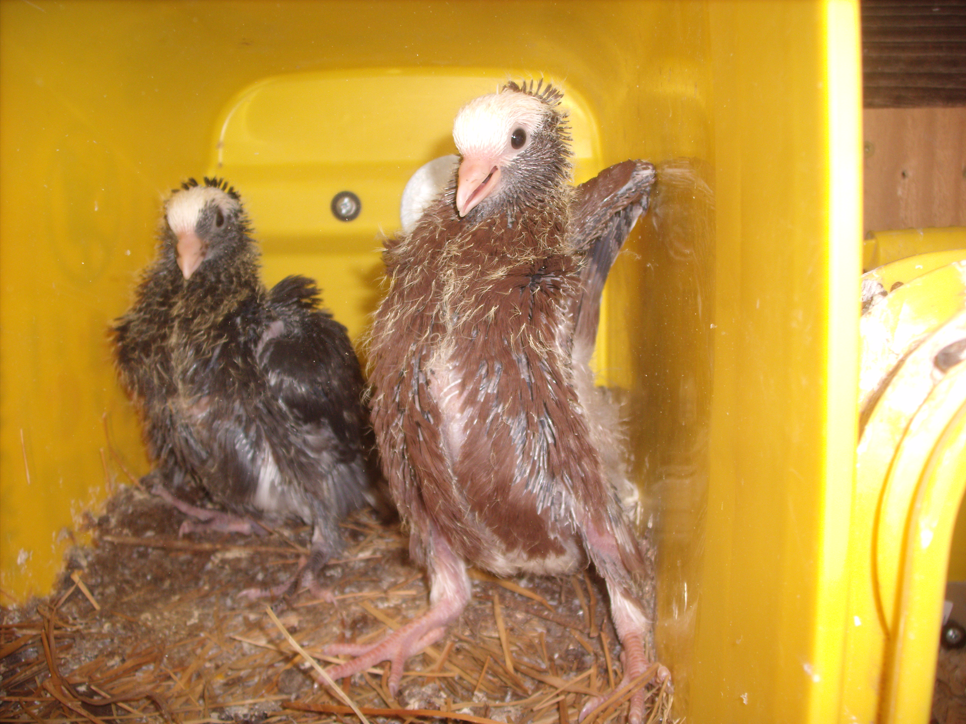 Baby Pigeons, can't remember the breed, just over 2 weeks old