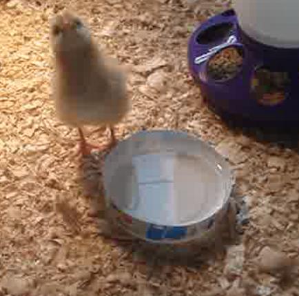 Baby Prissy drinking fresh water!