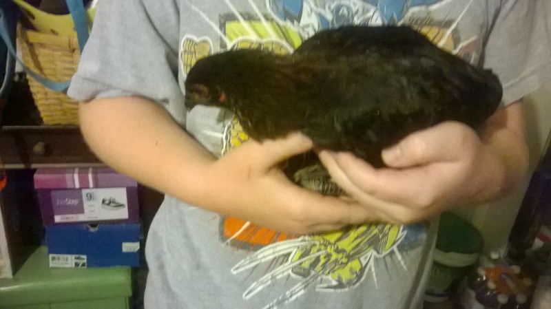 Baby pullet that just showed up at the house