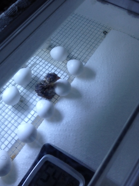 BABY QUAIL!! bobwhites