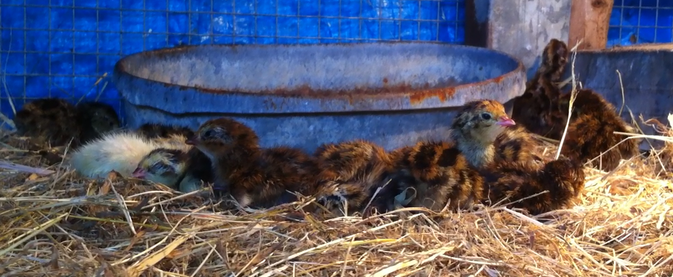 Baby Quail