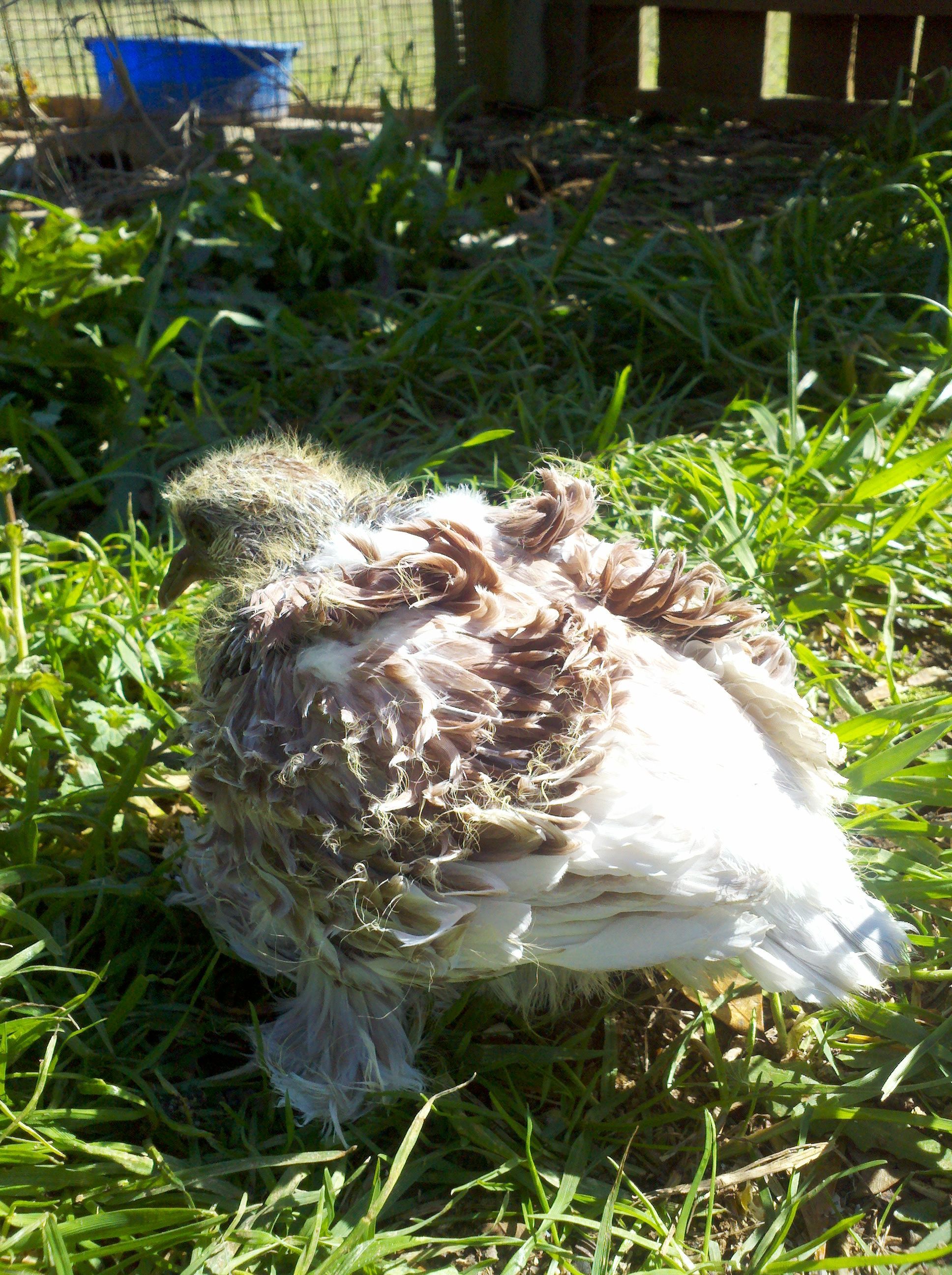 baby red grizzle born Jan 2013