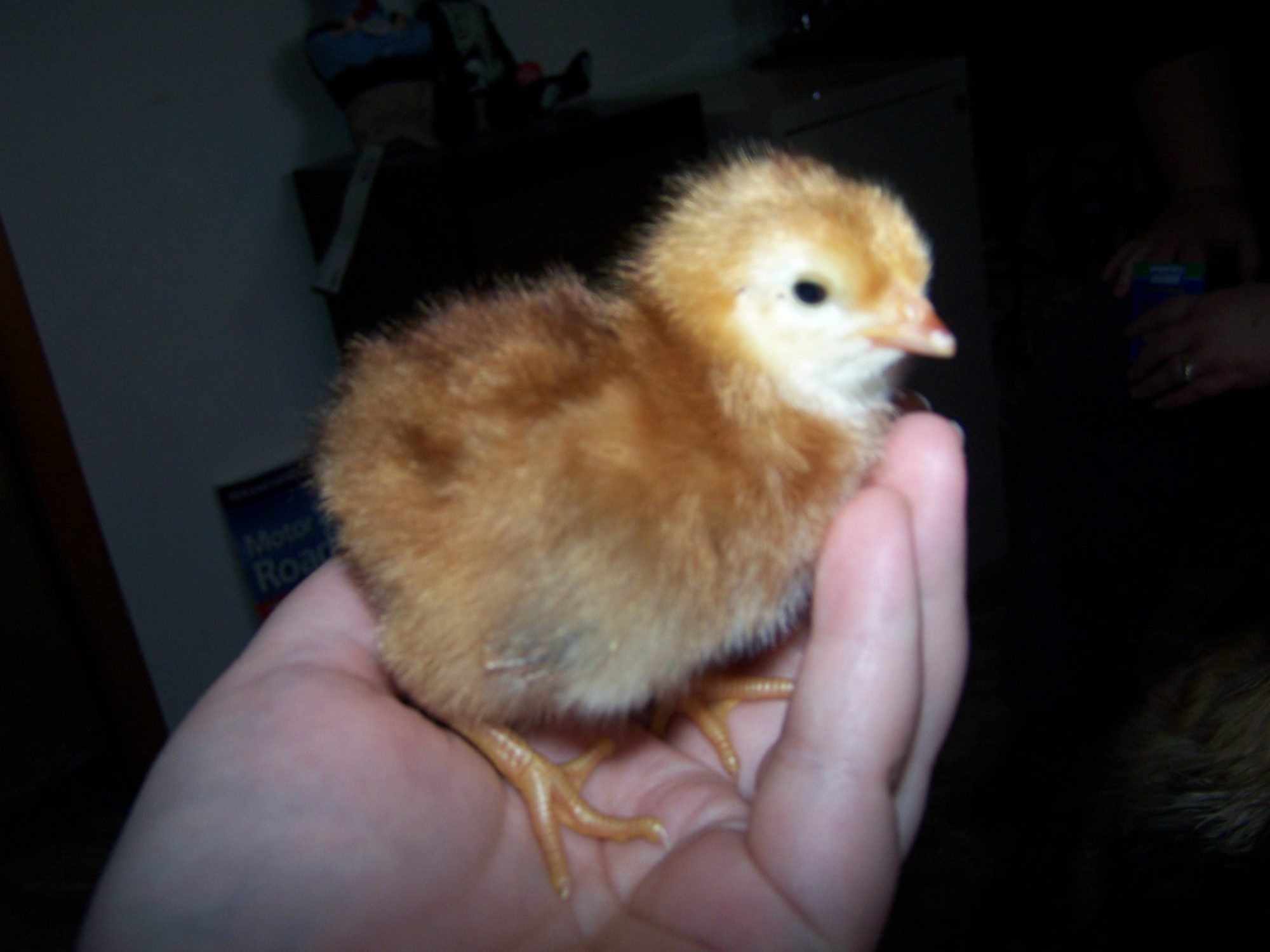 Baby Rhode Island Red