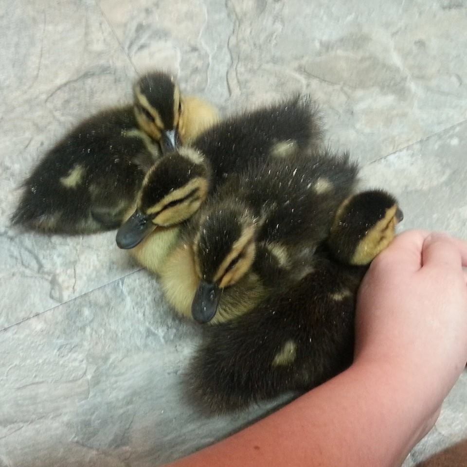 Baby Rouen duckling!