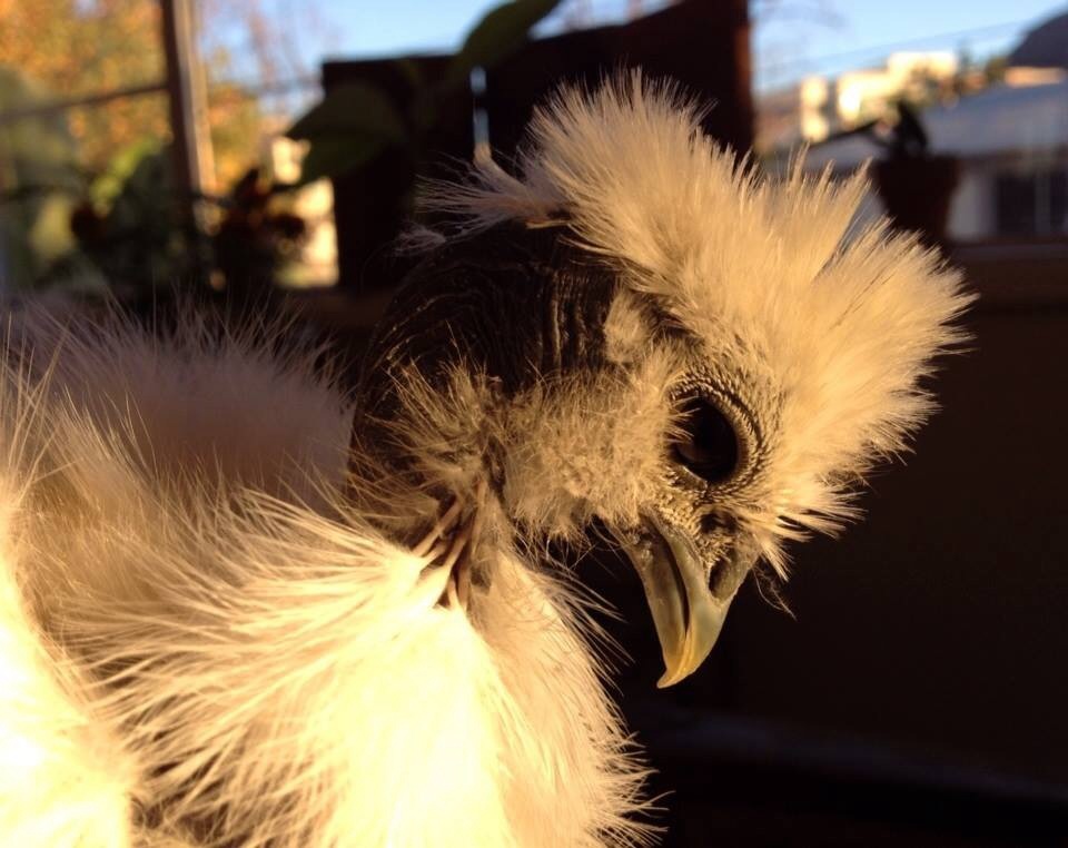Baby show Girl Rooster, Tulio.