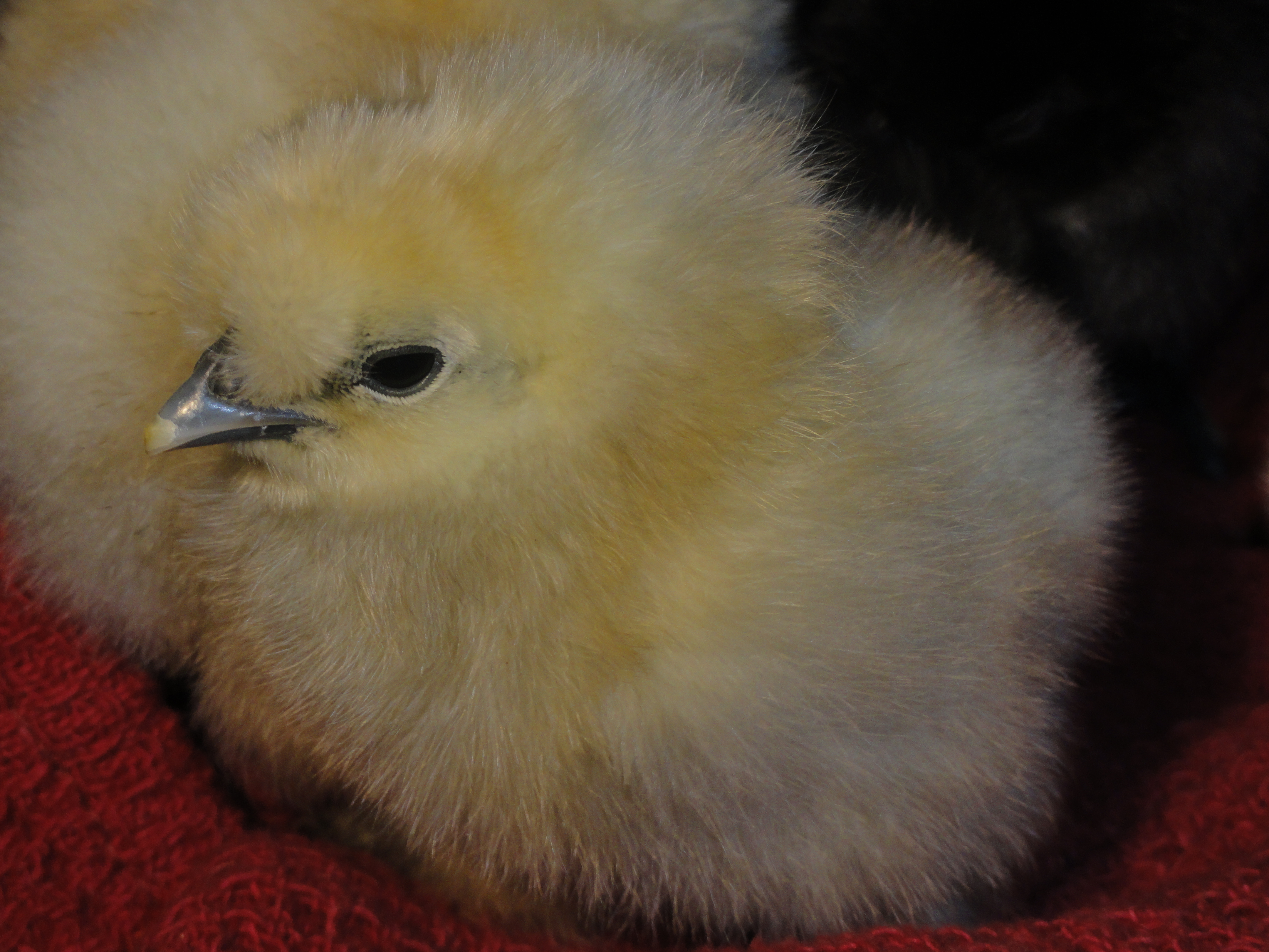 Baby Silkie - born 2/11/13.  This is Amy Farrah Fowler.  LOL