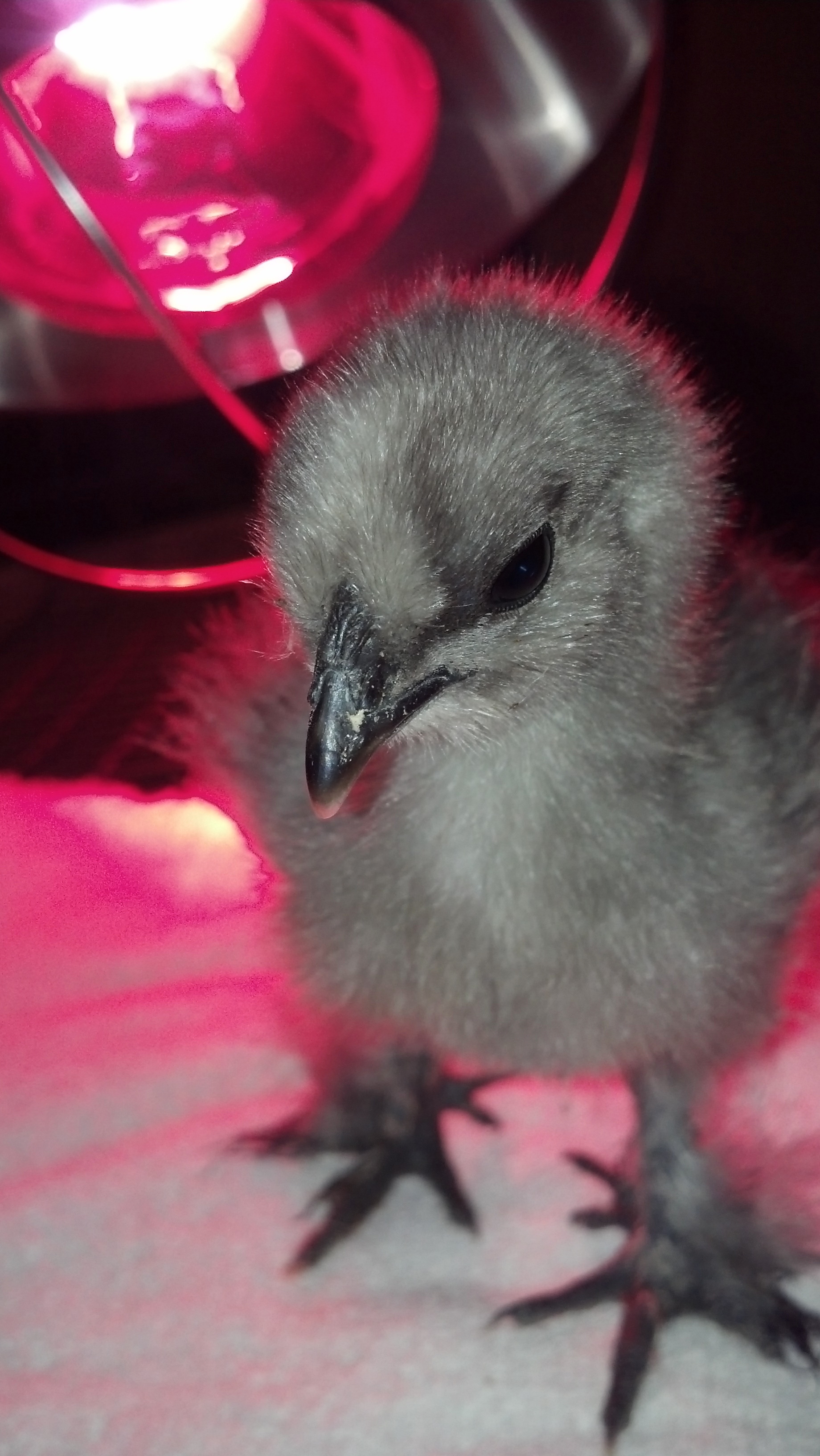 Baby Silkie