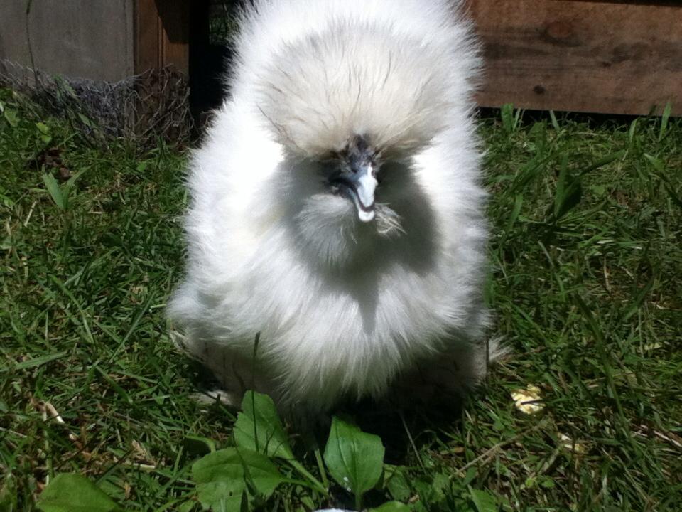 Baby Silkie