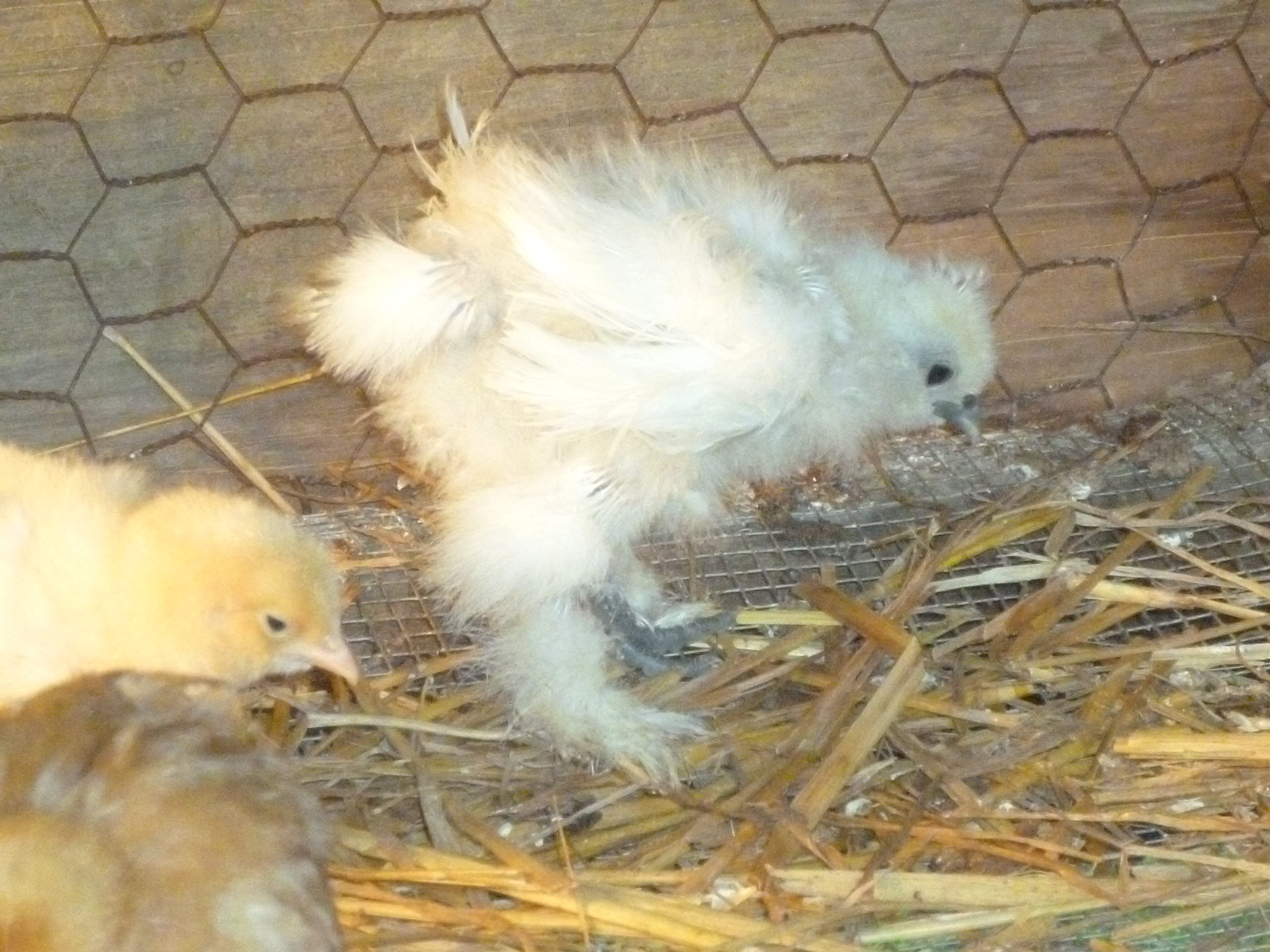 baby silkie