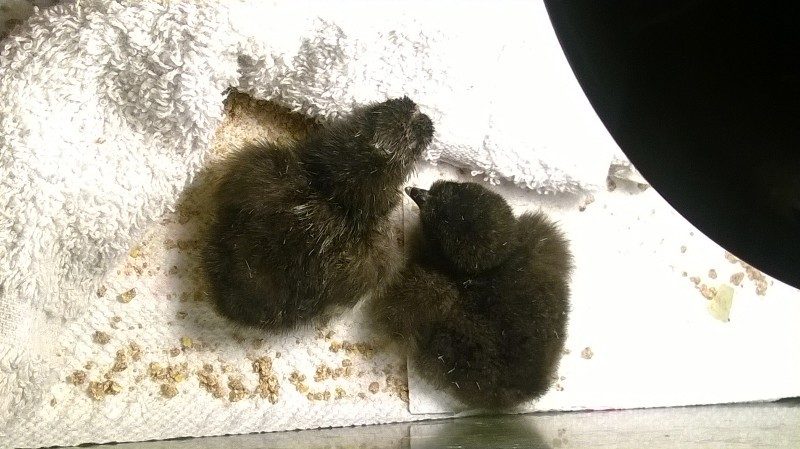 Baby silkies