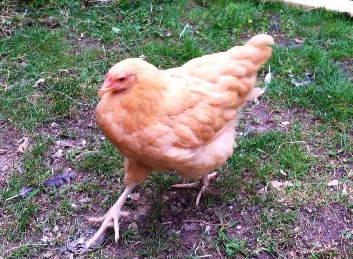 Baby strutting around, she was bawk bawk baw cawking too, two days in a row!