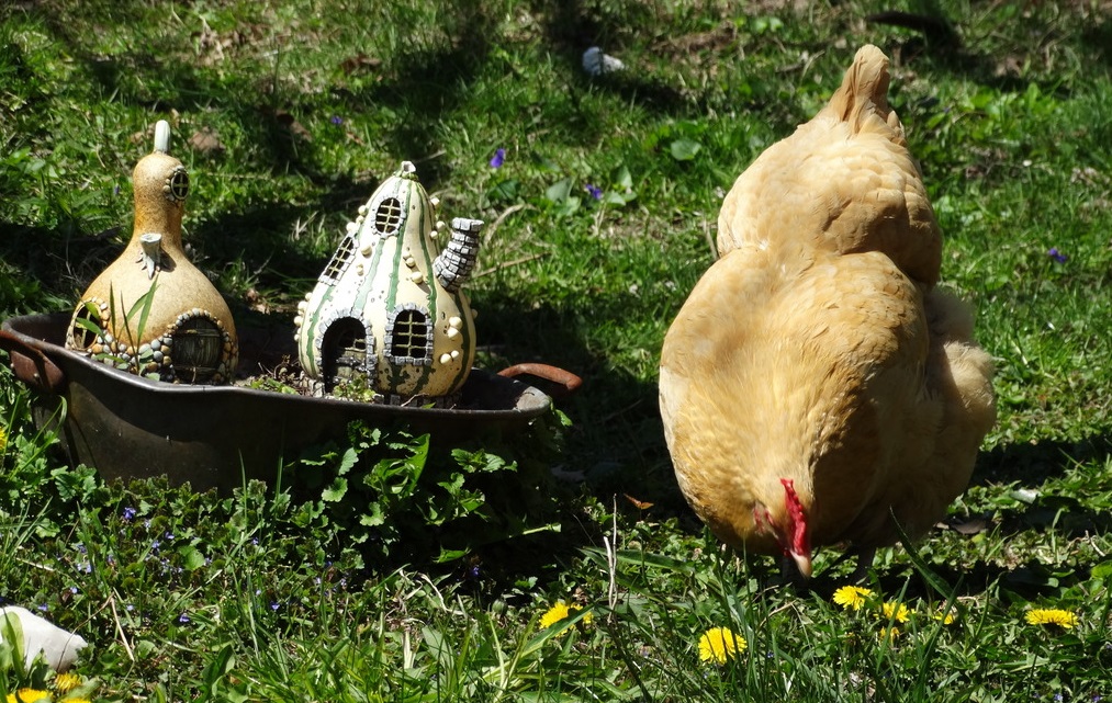 Baby the Buff Orp by the fairy garden