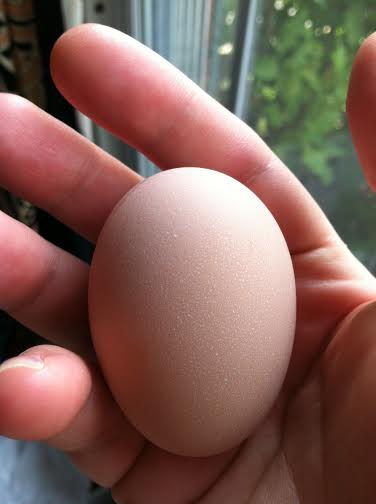 Baby the Buff Orpington's first egg laid October 10th 2014