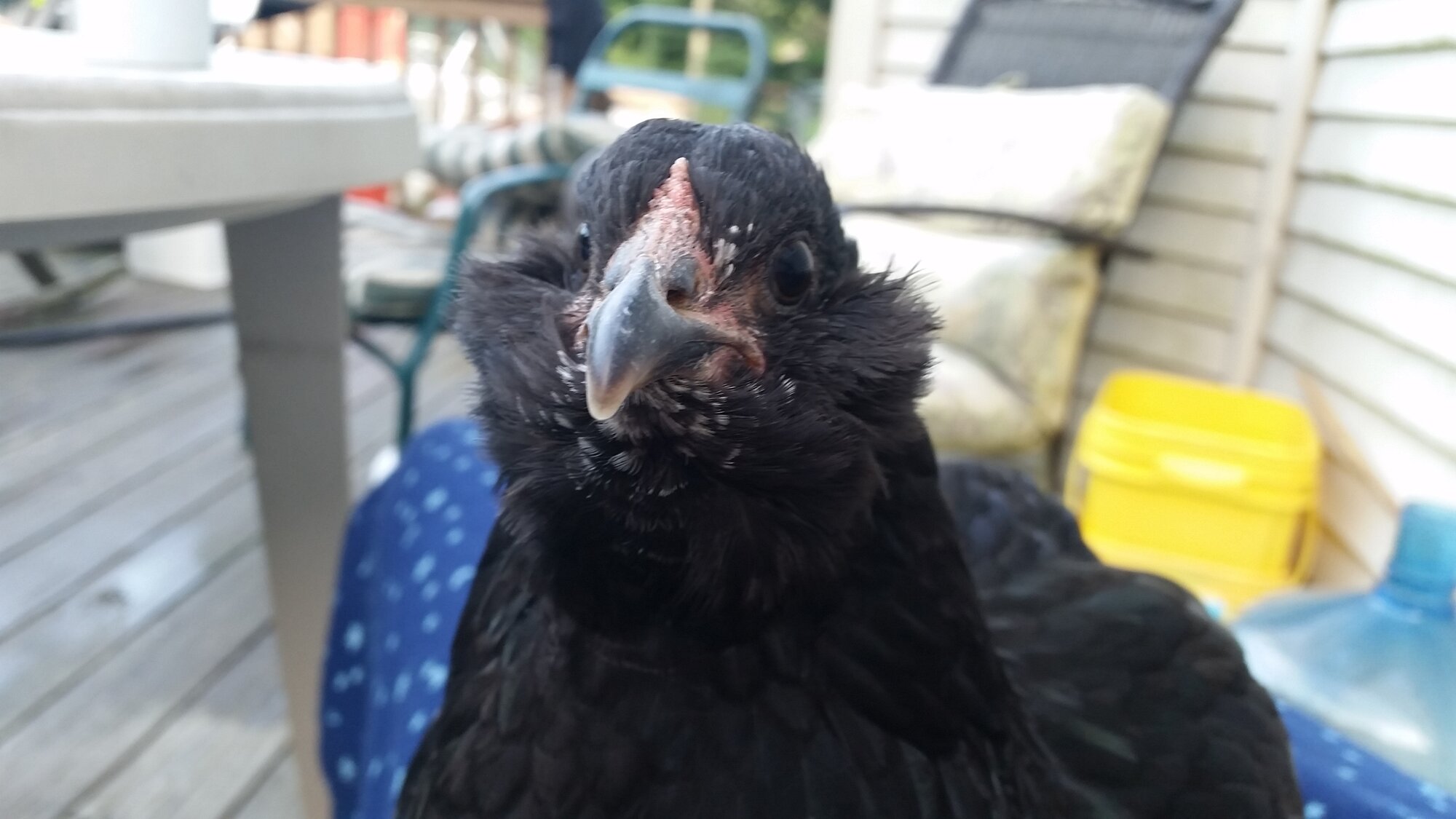 Baby the chicken relaxing