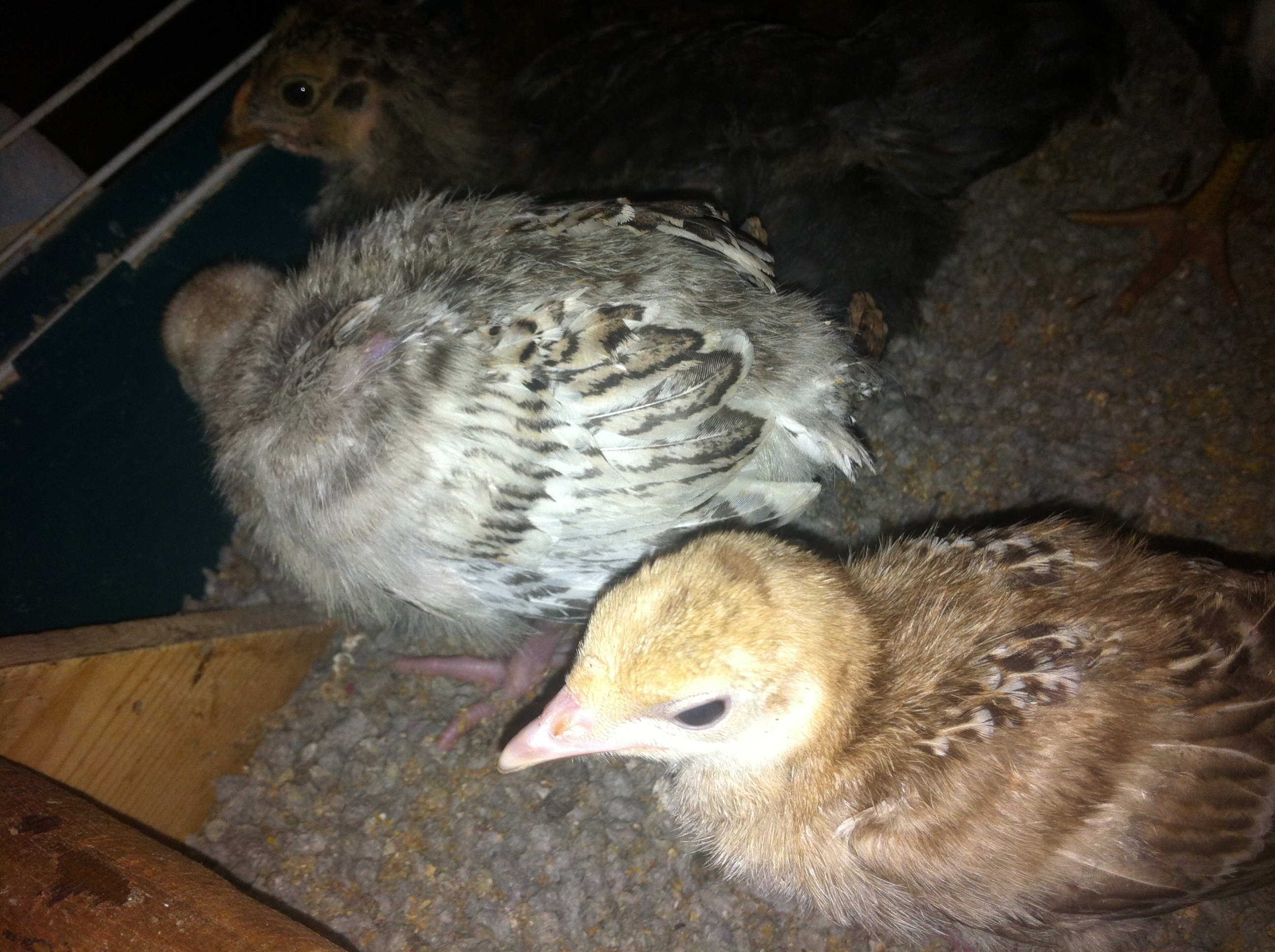 Baby turkeys!!!