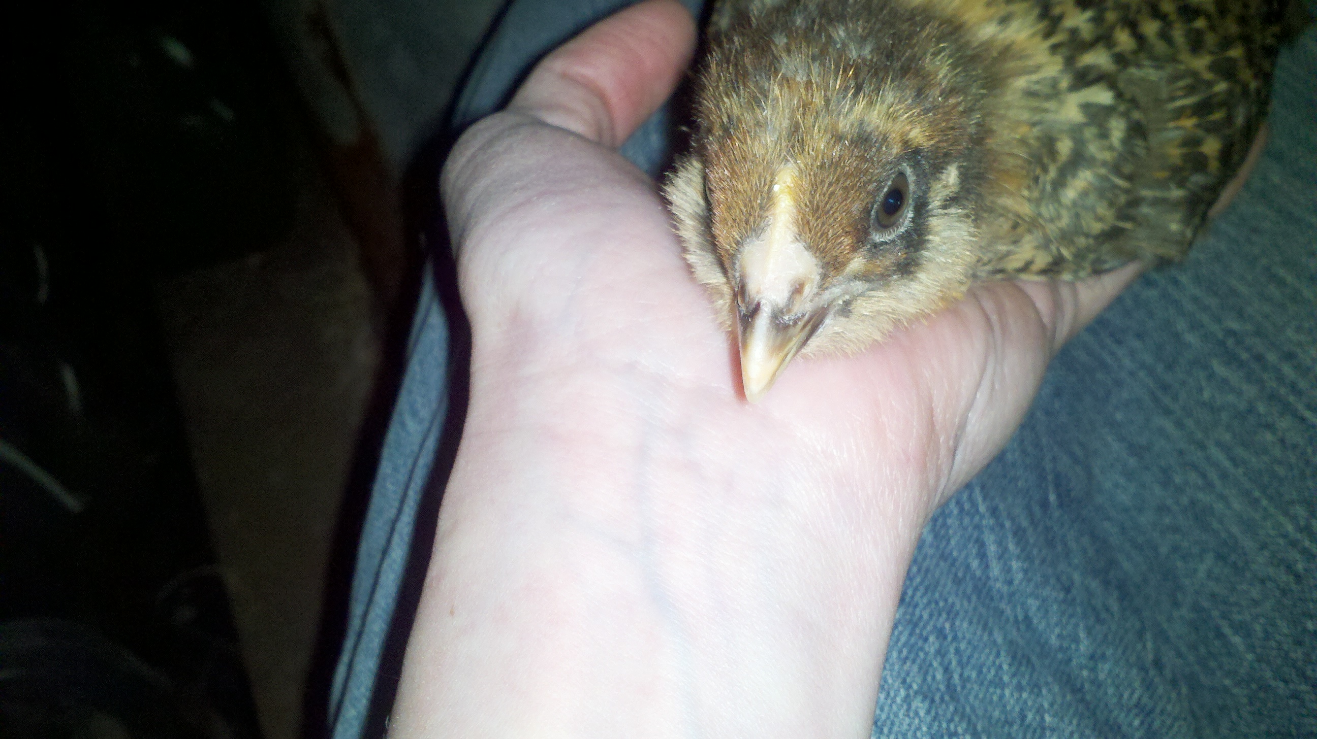 Baby who jumped out of the brooder and scared herself