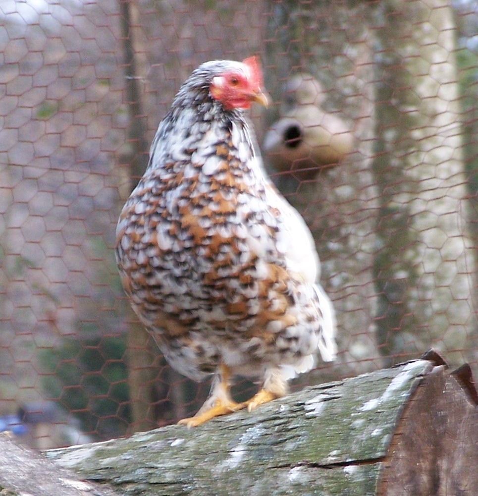 BabyRuth - pic taken 01/29/13