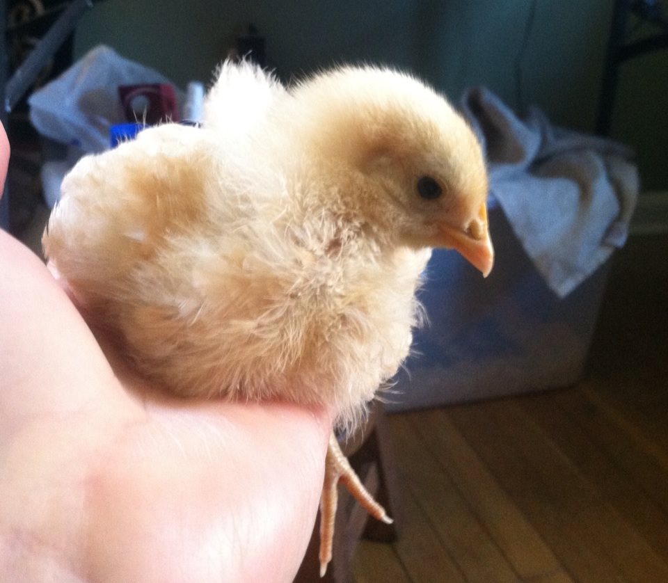 Baby's just so scoopable