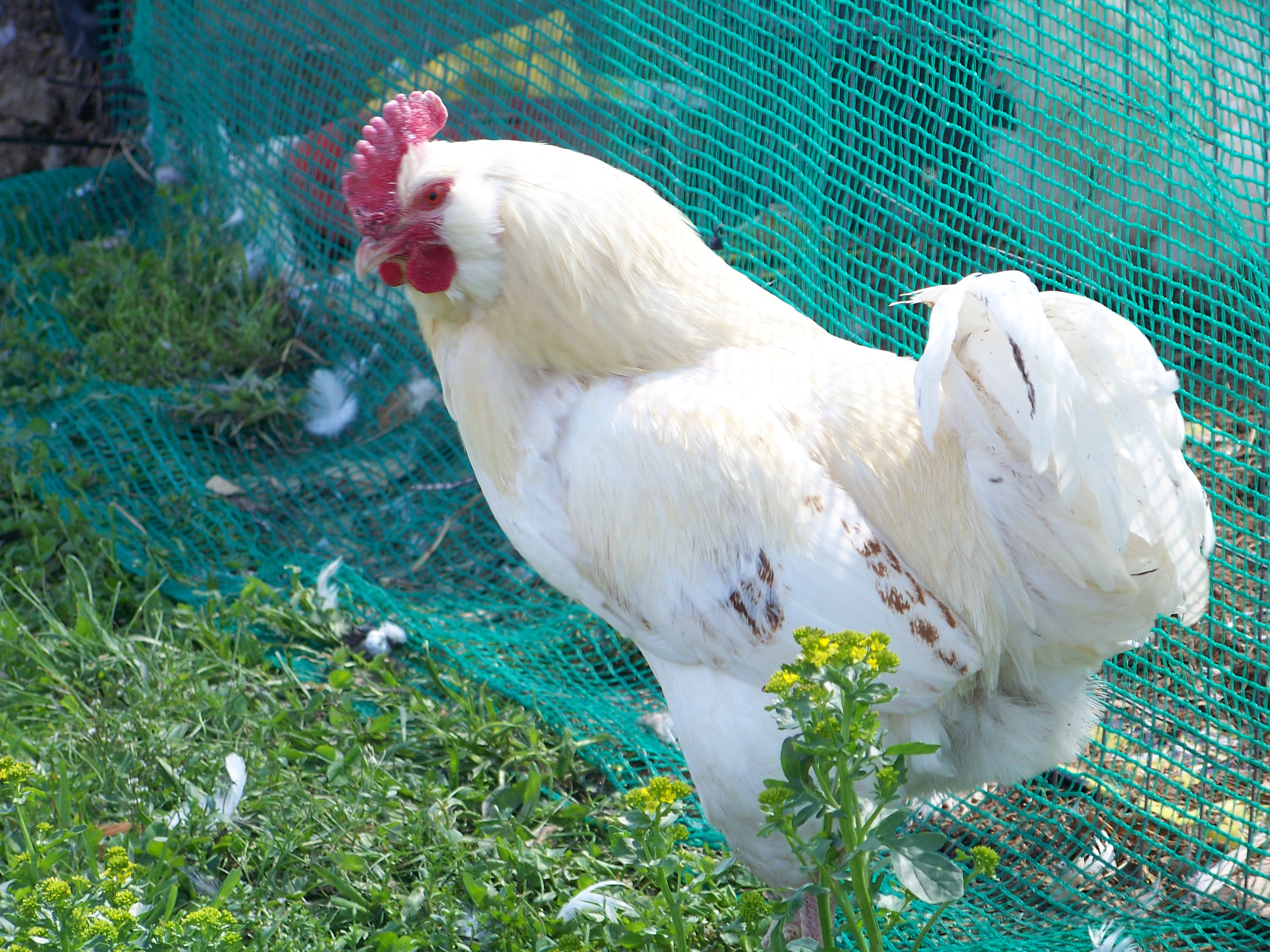 Bachelor #1 (EE mutt) - Being fabulous