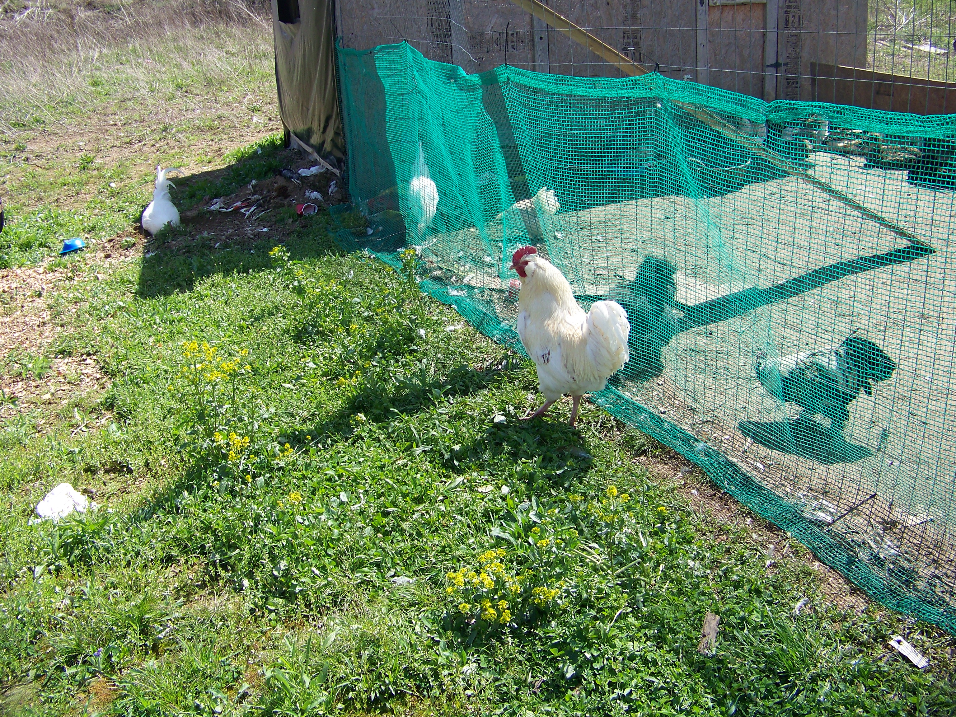 Bachelor #1 (EE mutt) - Gloating over his grassy freedom.
