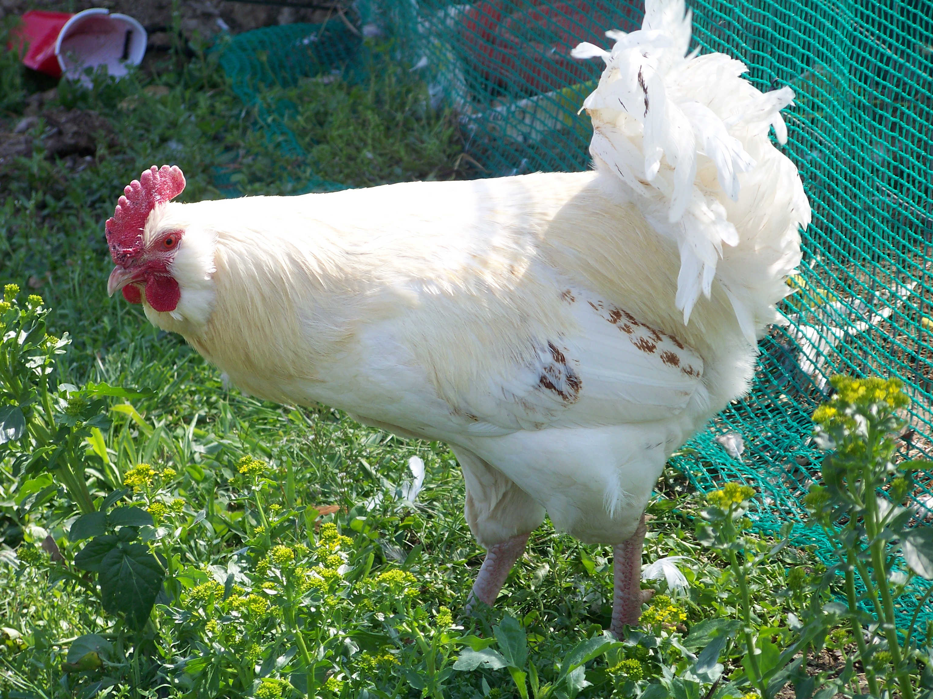 Bachelor #1 (EE mutt) - Tiptoeing through the..weeds