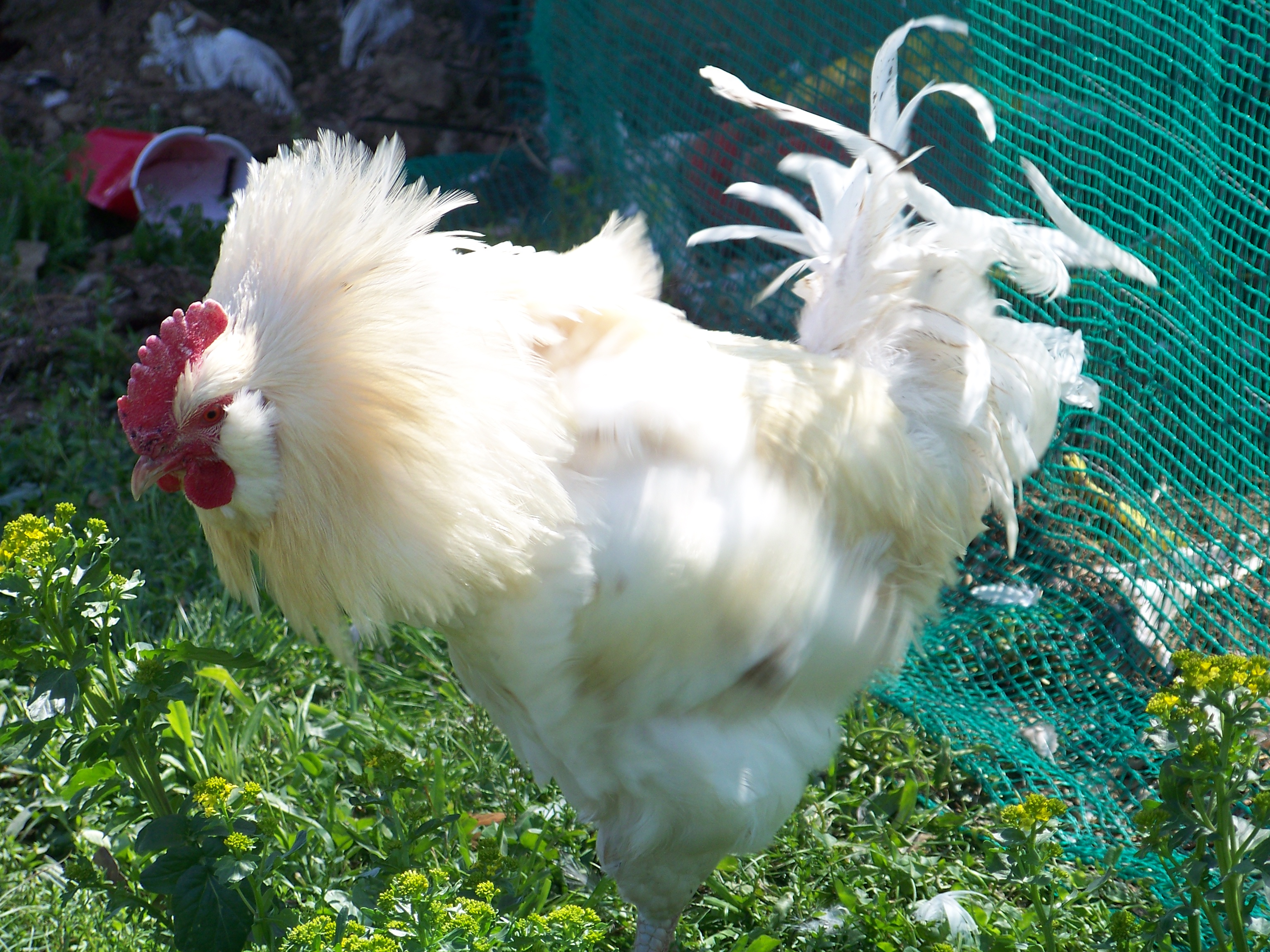 Bachelor #1 - Playing lion