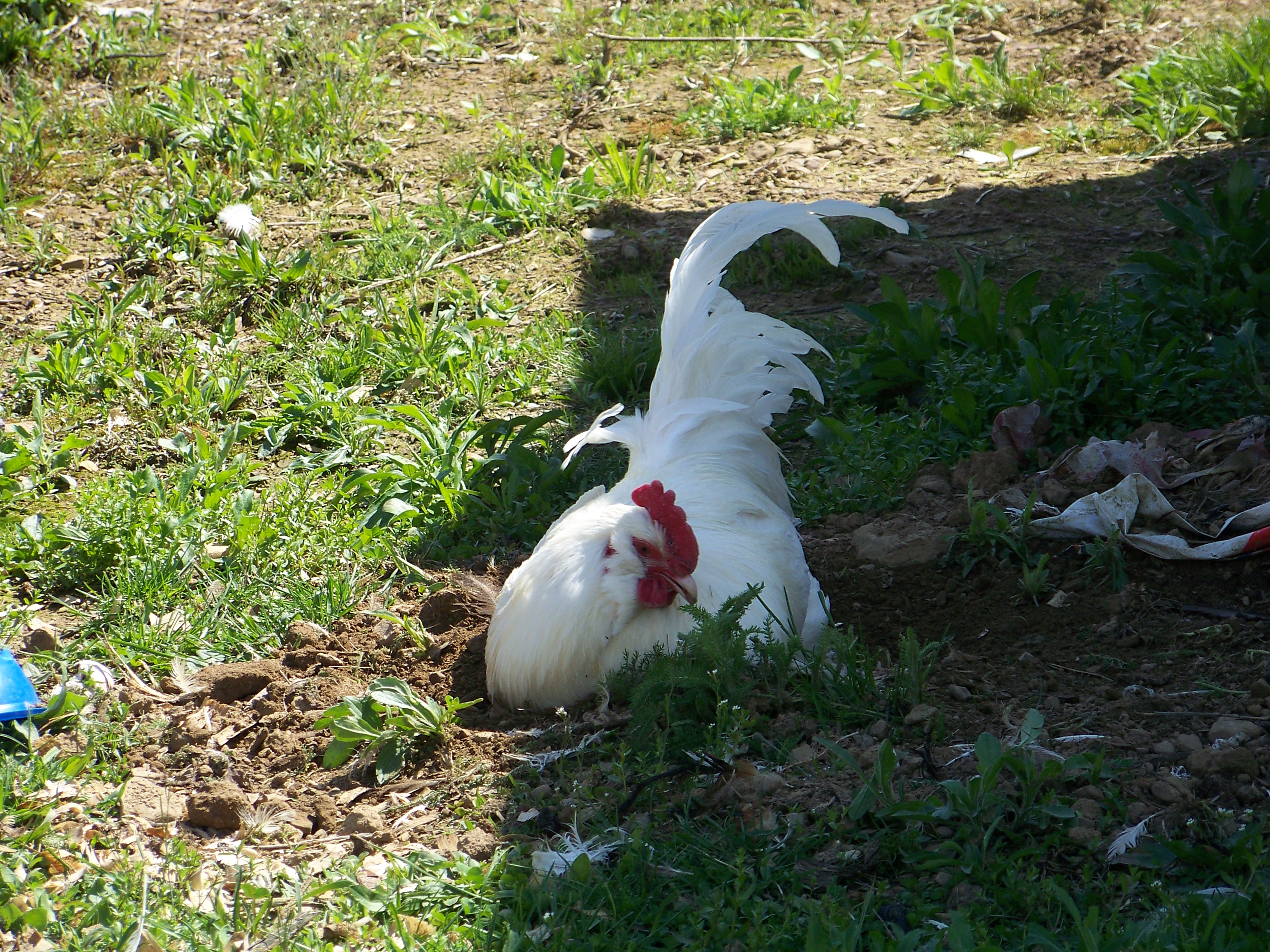 Bachelor #2 (EE mutt) - Dust-bathing. He's solid white, with a beautiful flowing tail. Full muff. Single comb.