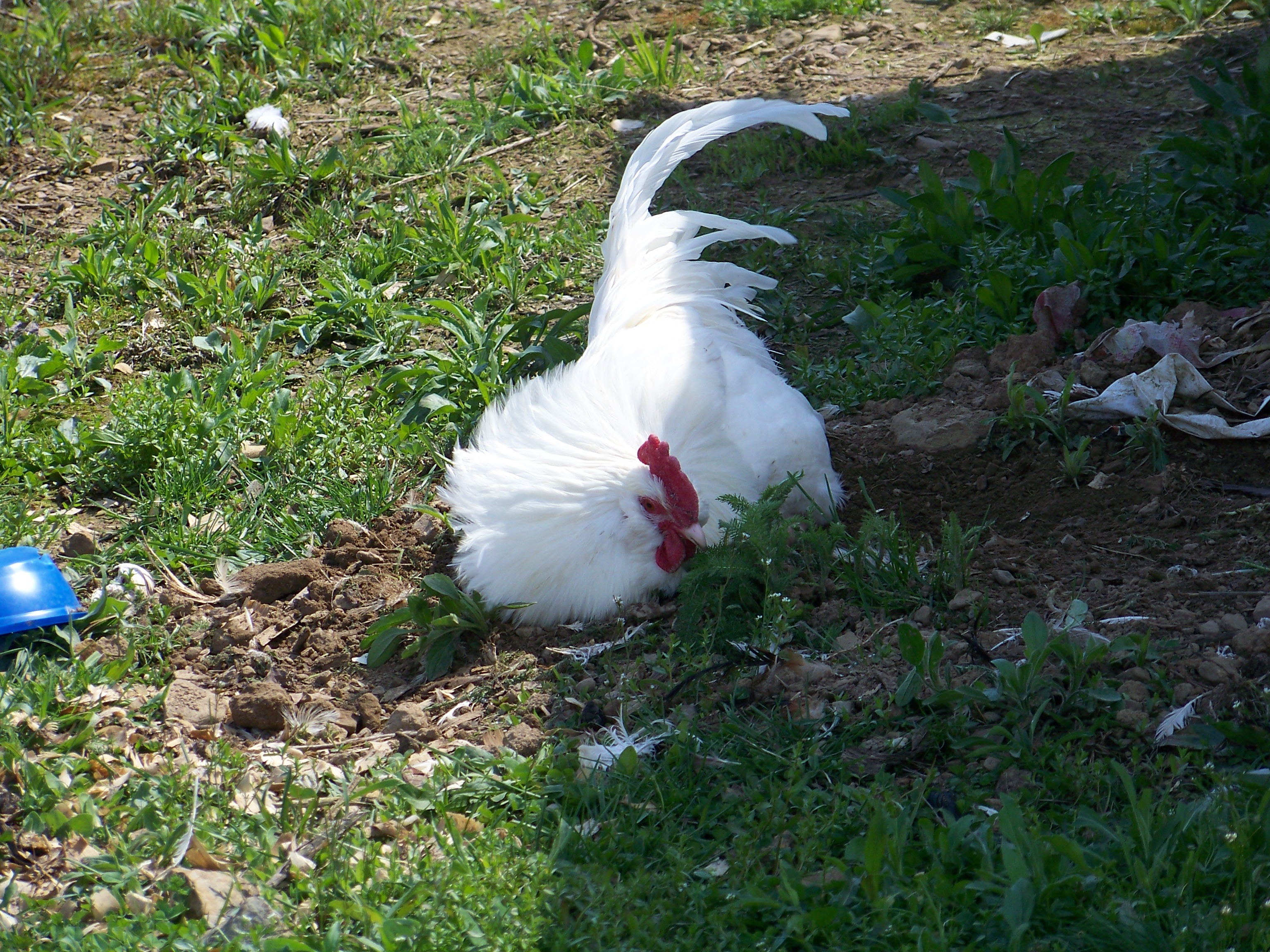 Bachelor #2 (EE mutt) - Dust-bathing