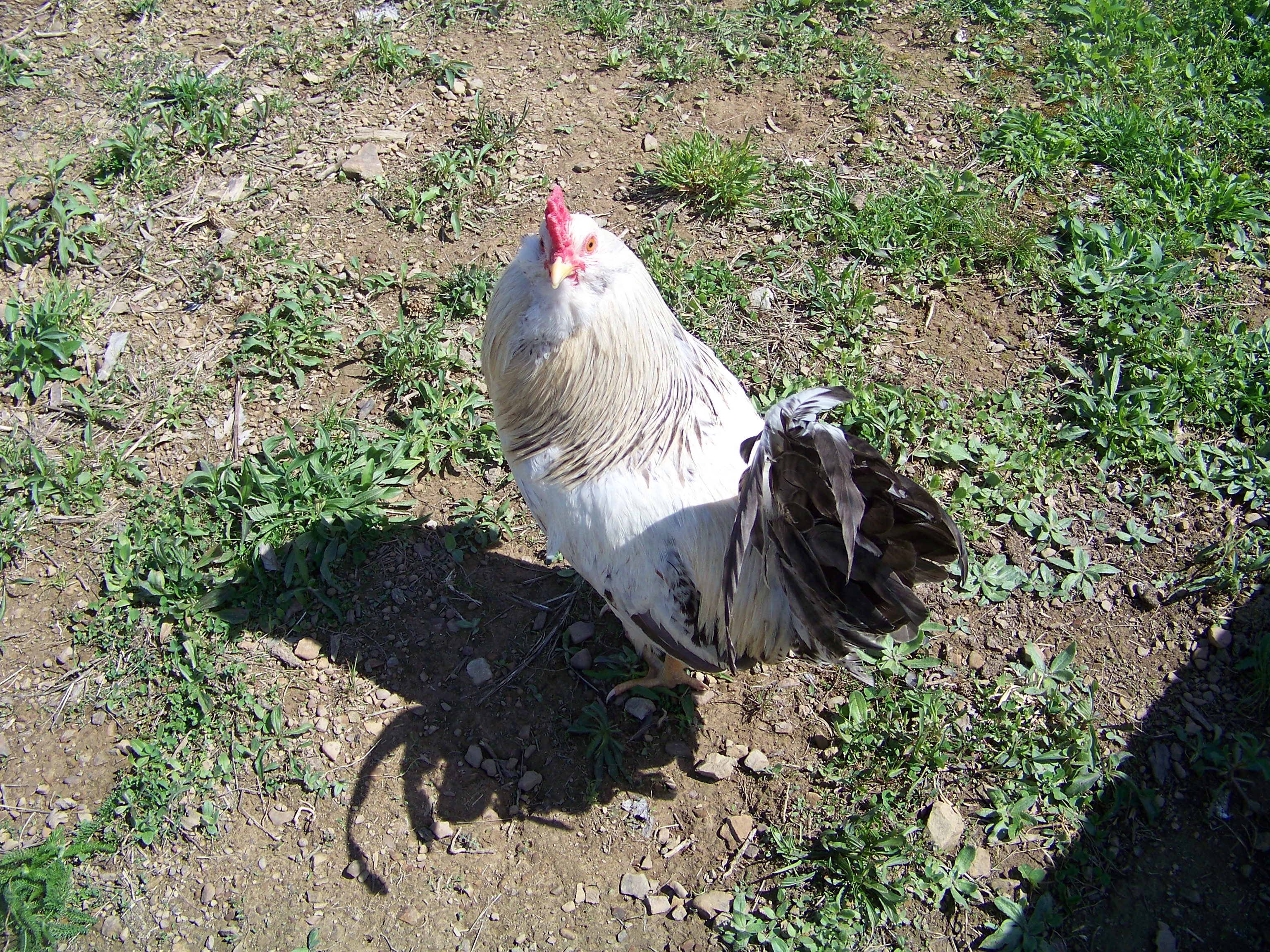 Bachelor #3 (EE mutt) - "Whatchu lookin' at?"