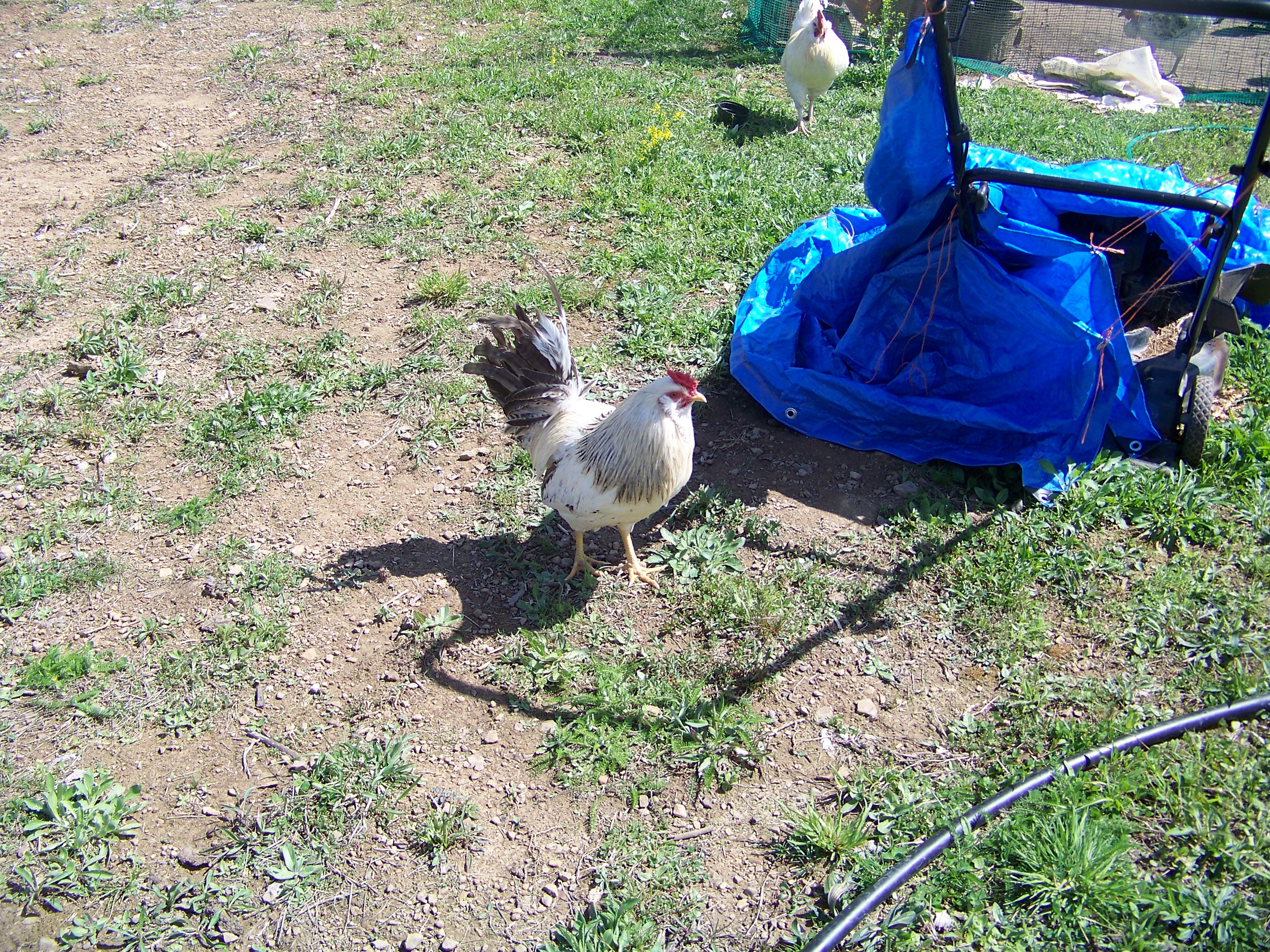 Bachelor #3 (EE mutt)