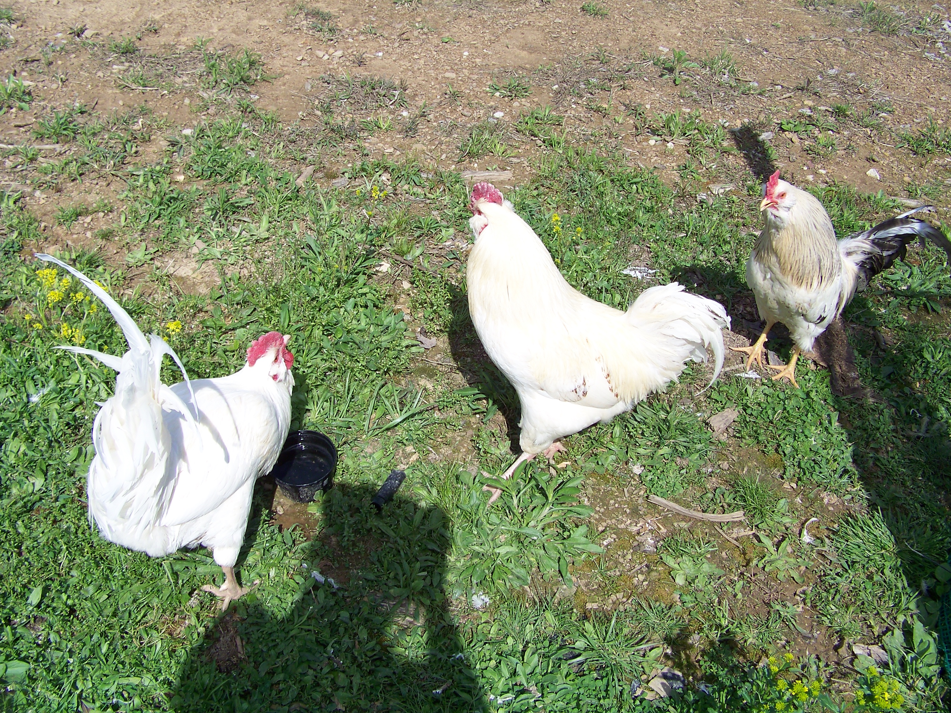 Bachelors 1, 2, and 3.