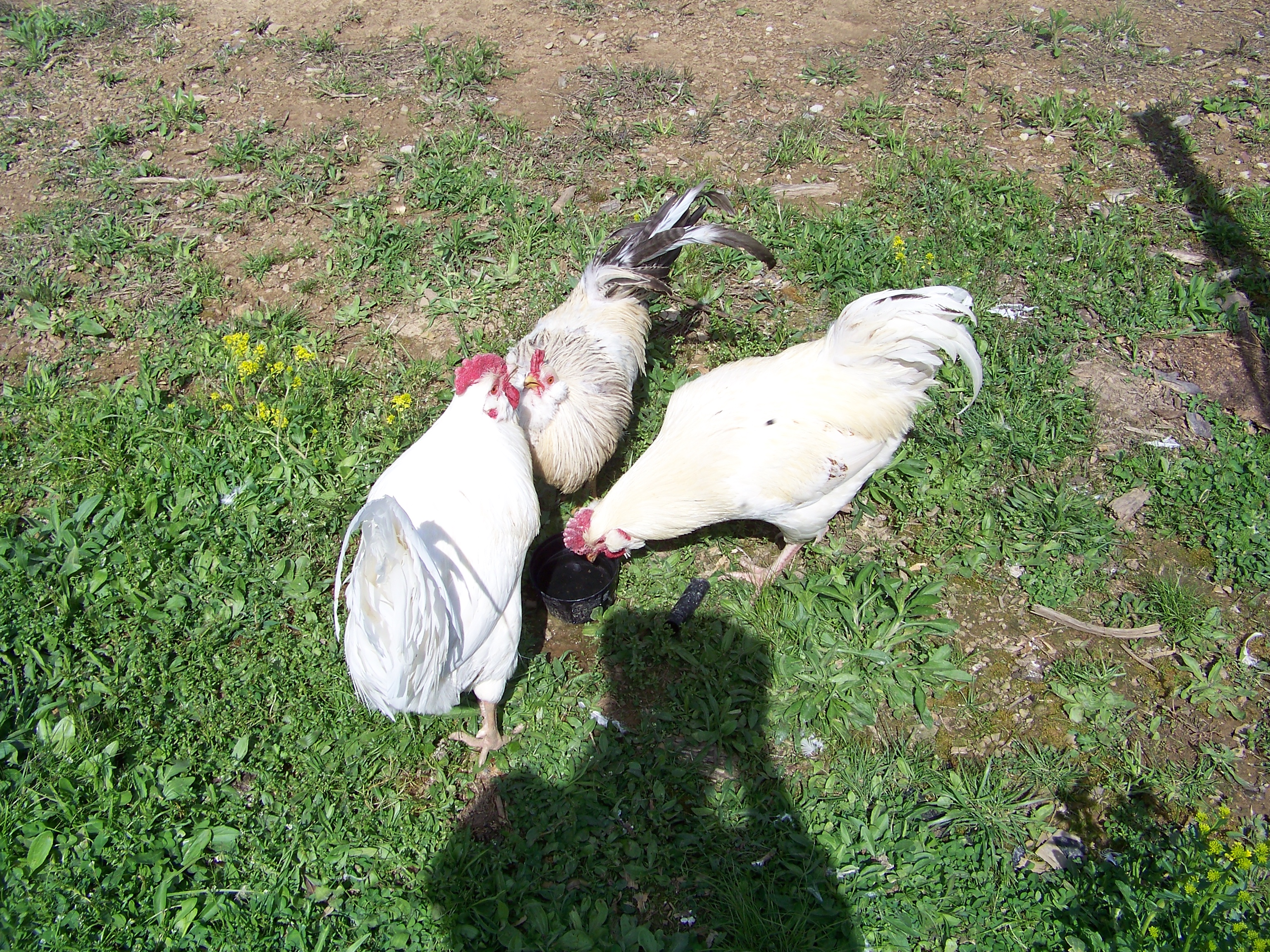 Bachelors 1, 2, and 3.