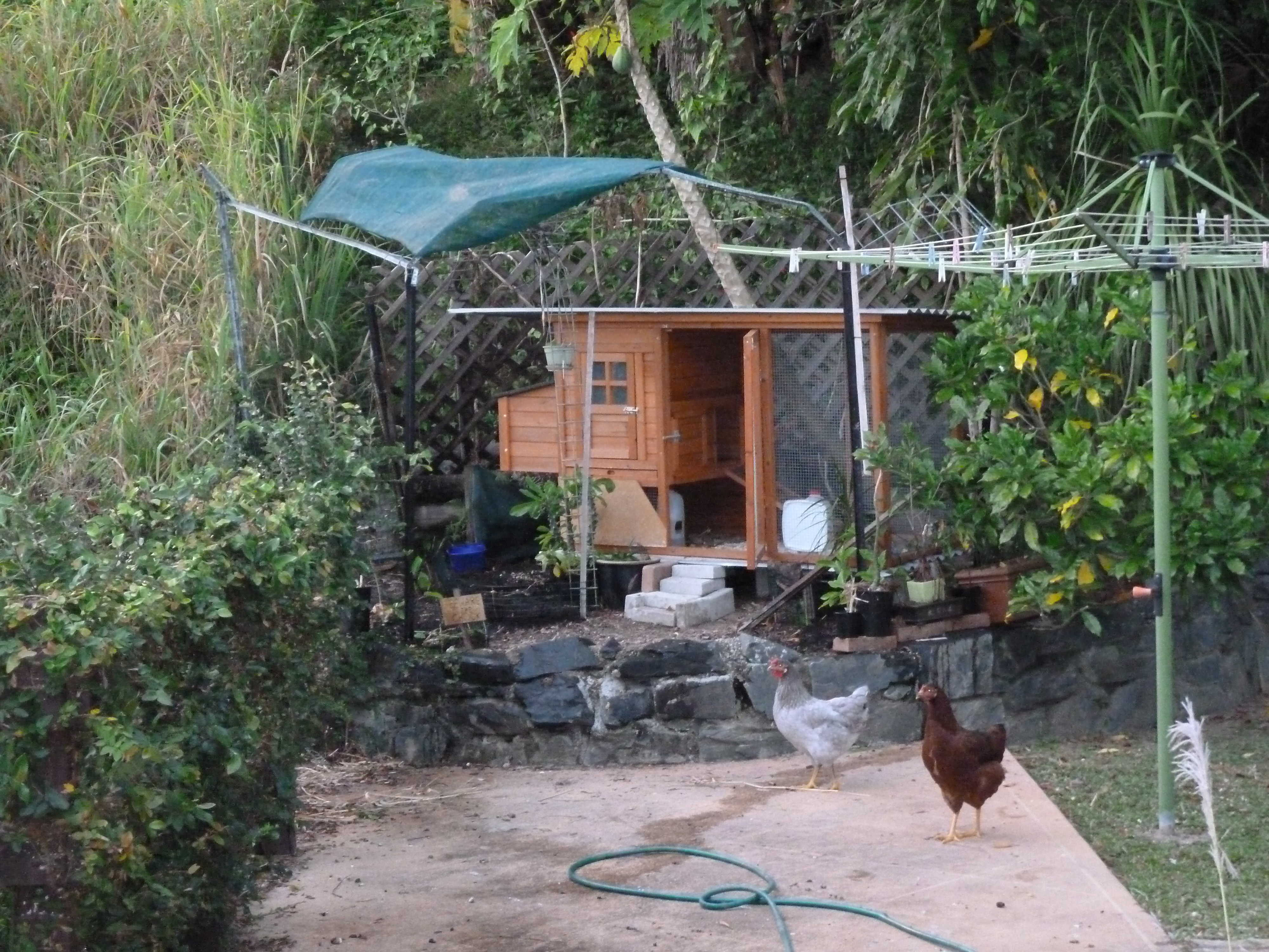 Back in 2011, the coop was just put up and Pepper and the late Tracey (Rhode Isalnd Red who died of impacted crop) standing out in front. Pepper and Tracey were the left overs of my first batch(4) of chickens which I raised from two-weeks old. One died of a mysterious lump and the other was a rooster.