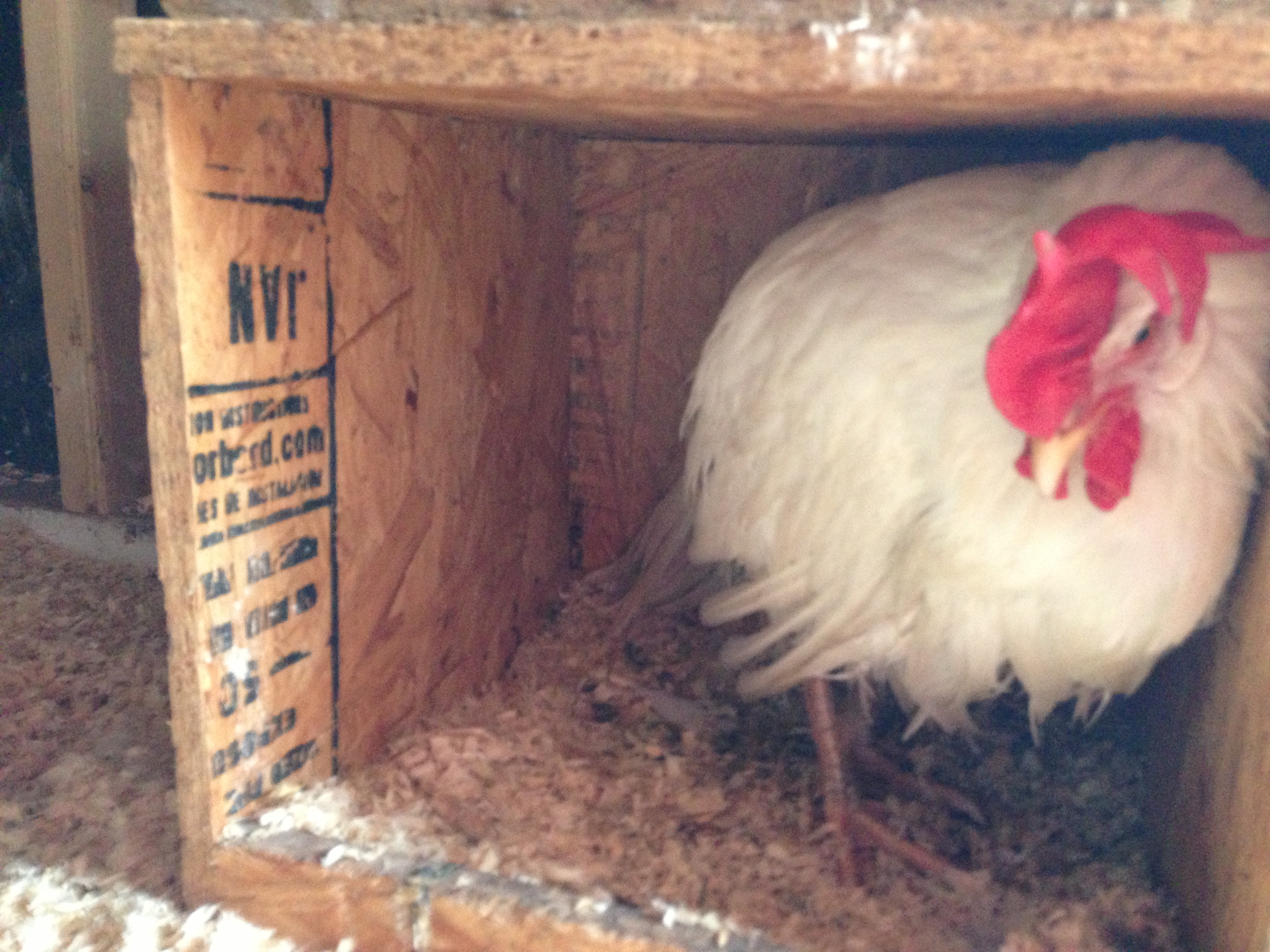 Back in her normal nesting box after her two baths.