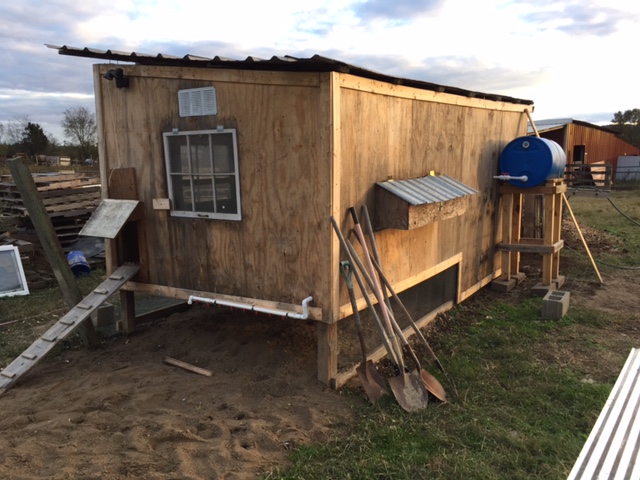 Back of coop showing nesting boxes. Right now my hen prefers to lay eggs around the farm. 55 gallon drum hooked to PVC to supply water. Will be hooked up for rain water collection after roof is replaced and put on the correct way.