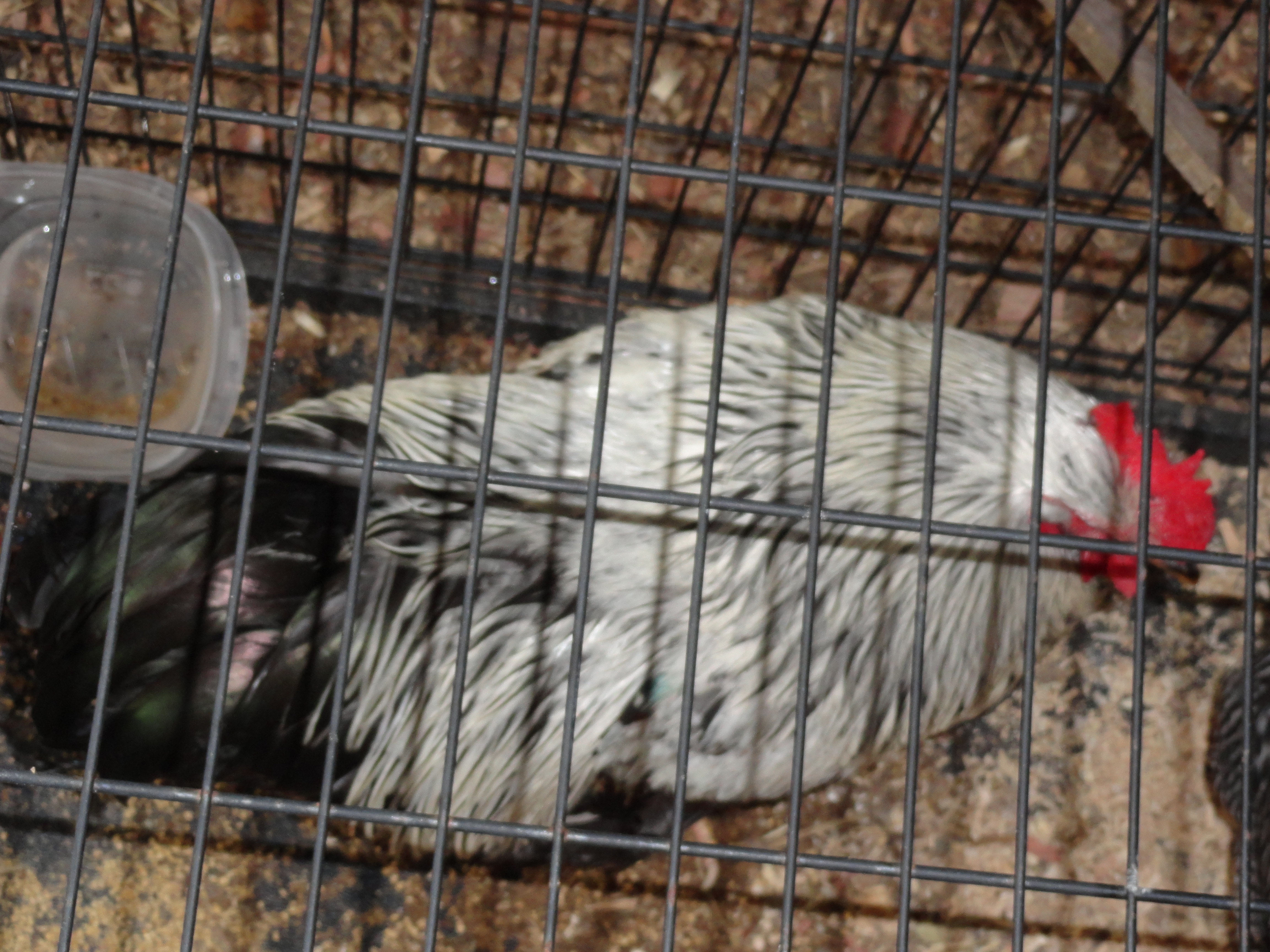 back of Silver Penciled Rooster from tigercreek