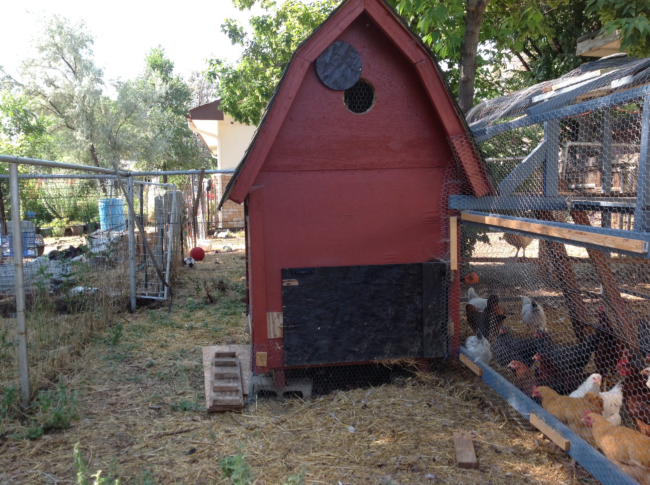 Back side of coop, can be opened for easy cleaning andfree range time