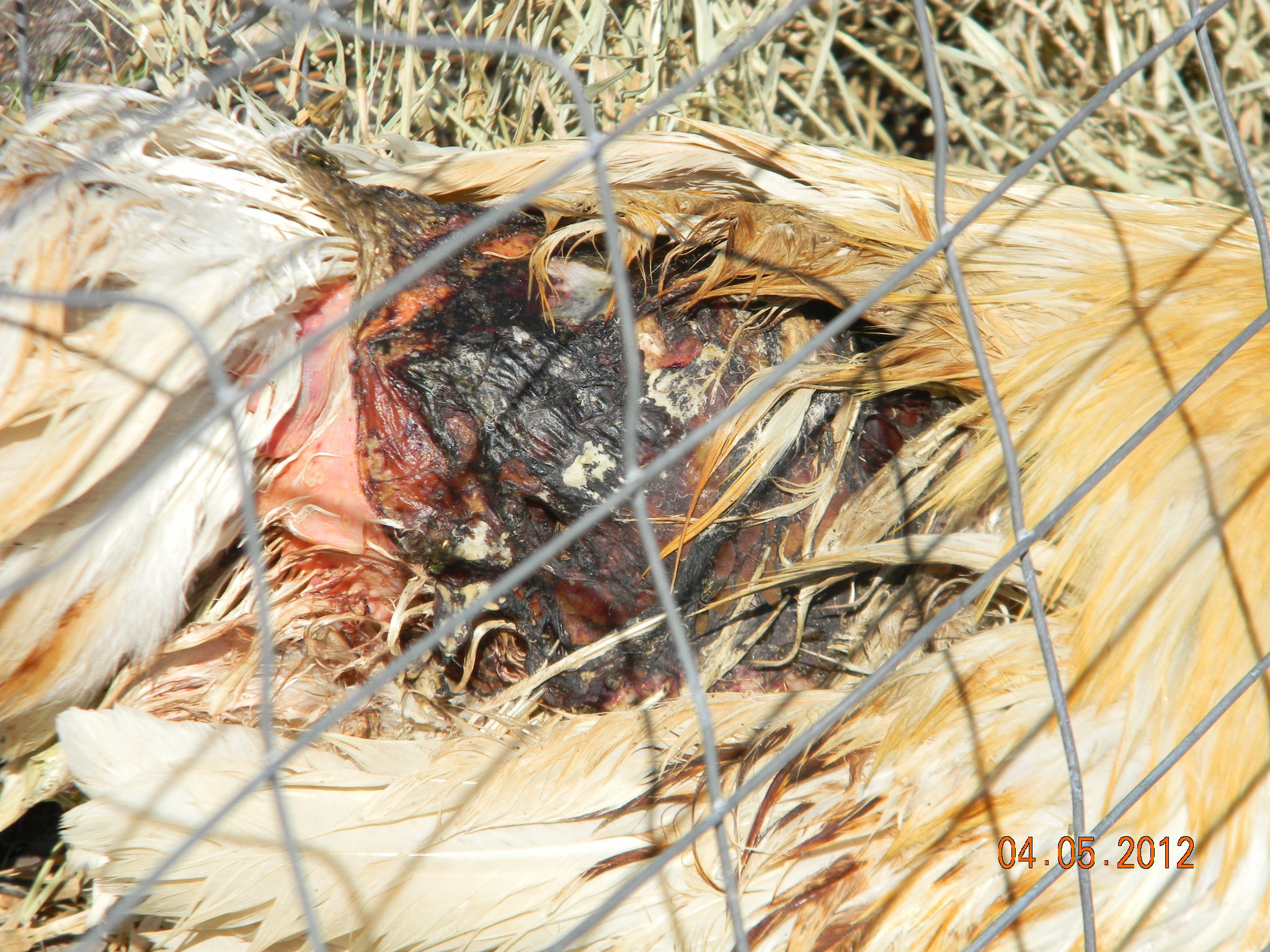 Back/under wing area.