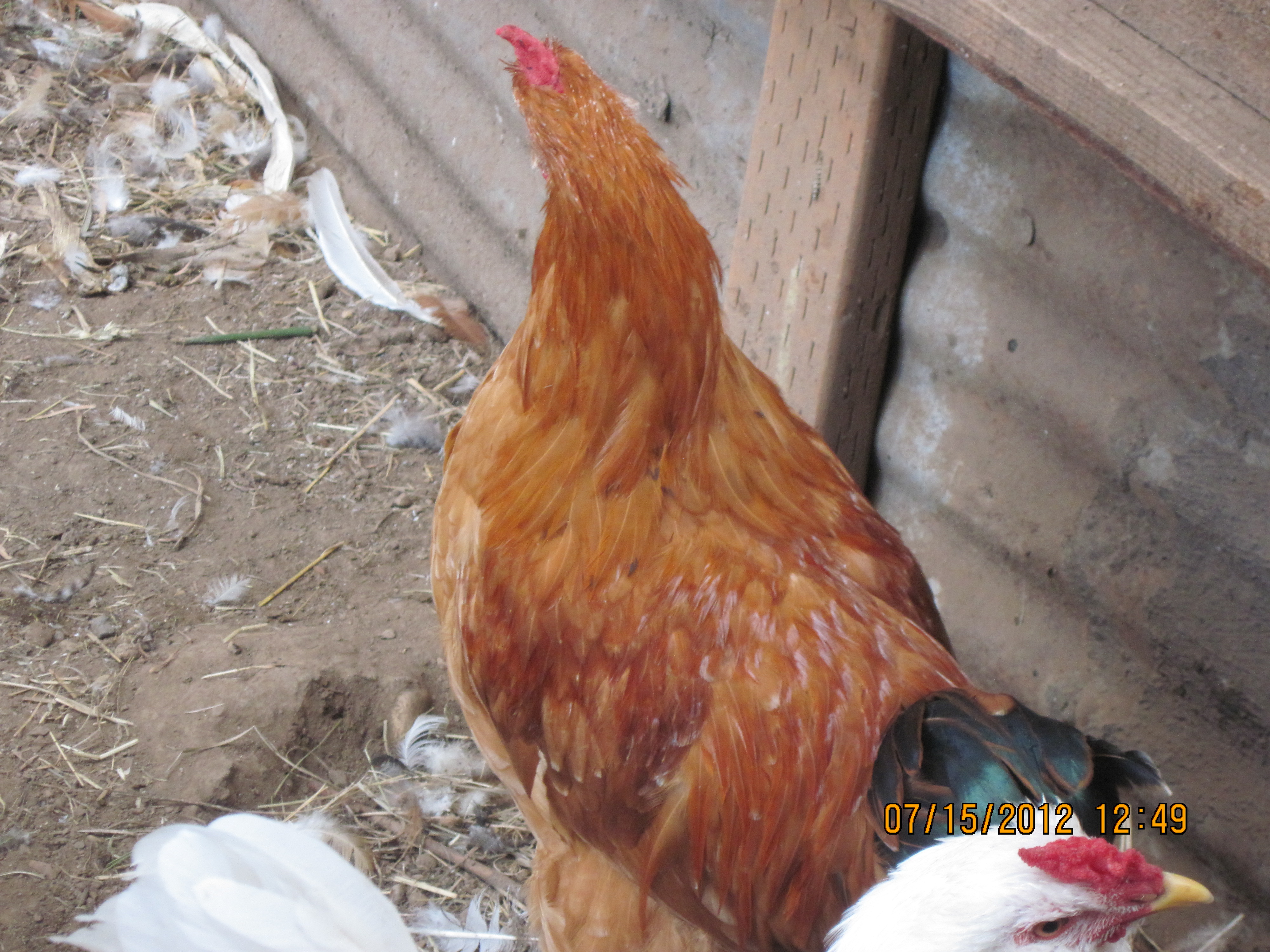 Back up Rooster